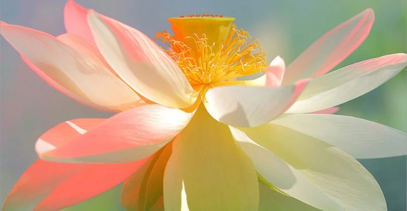 white-lotus-flower-800x416.jpg
