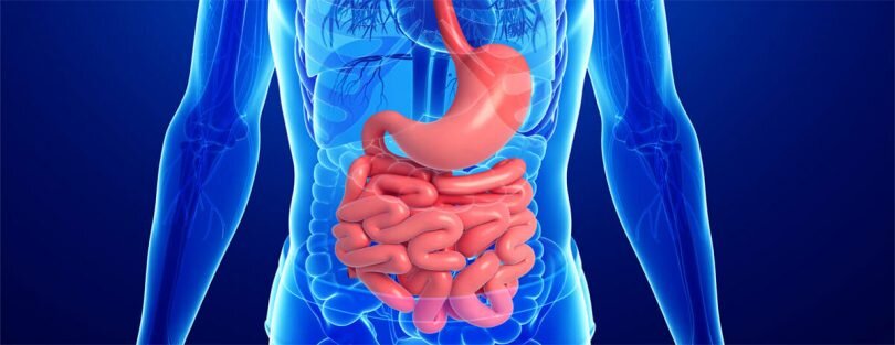 GastroIntestinal.jpg