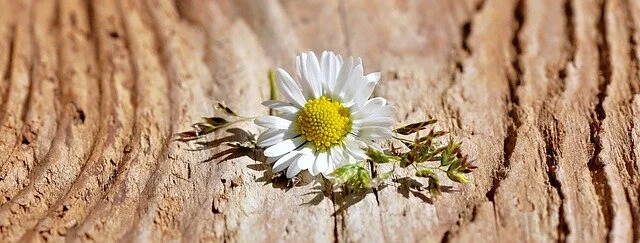 flower-747367_640.jpg