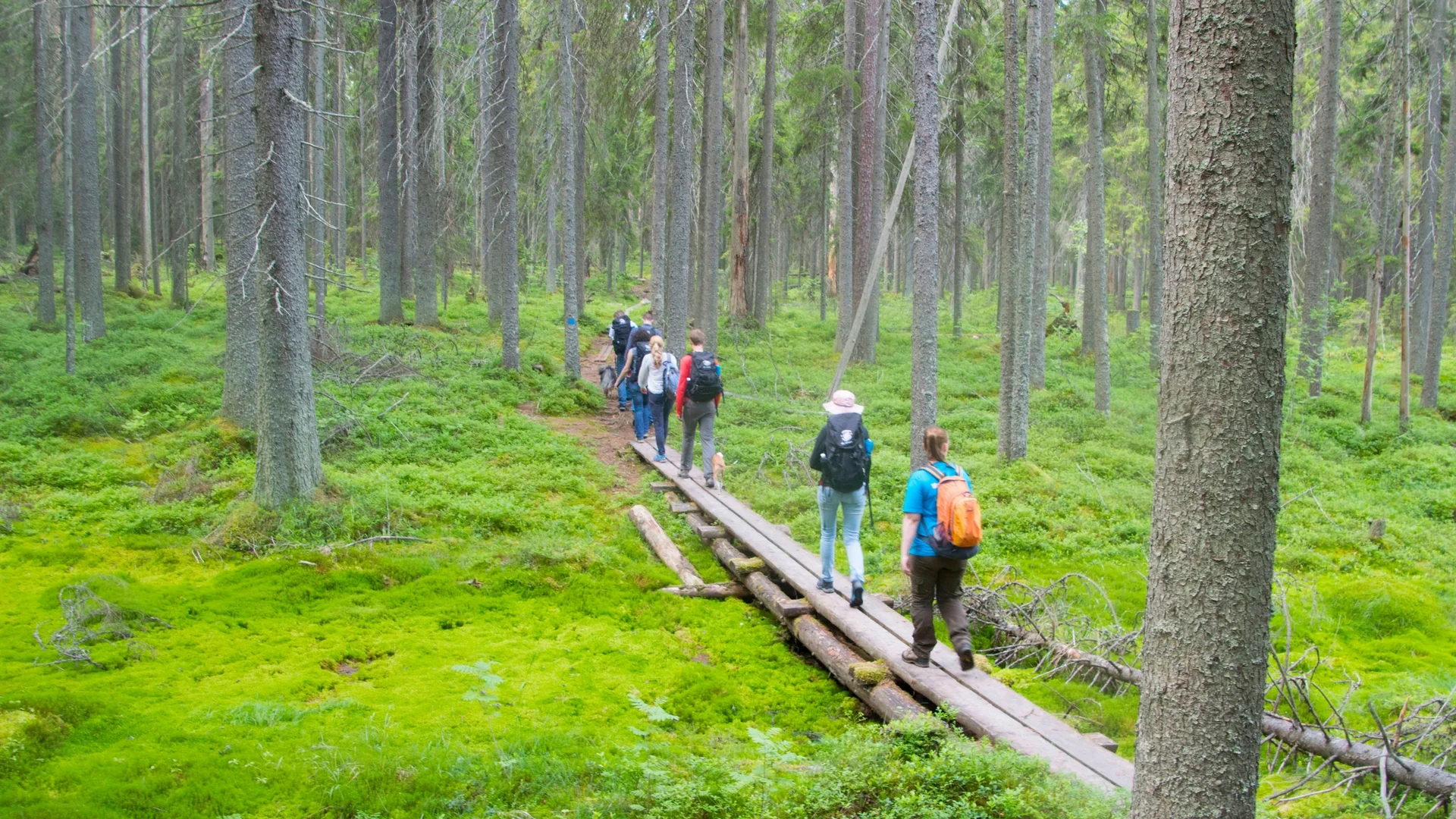 day-hike-at-swamp-protection-area-siikaneva-005.jpg