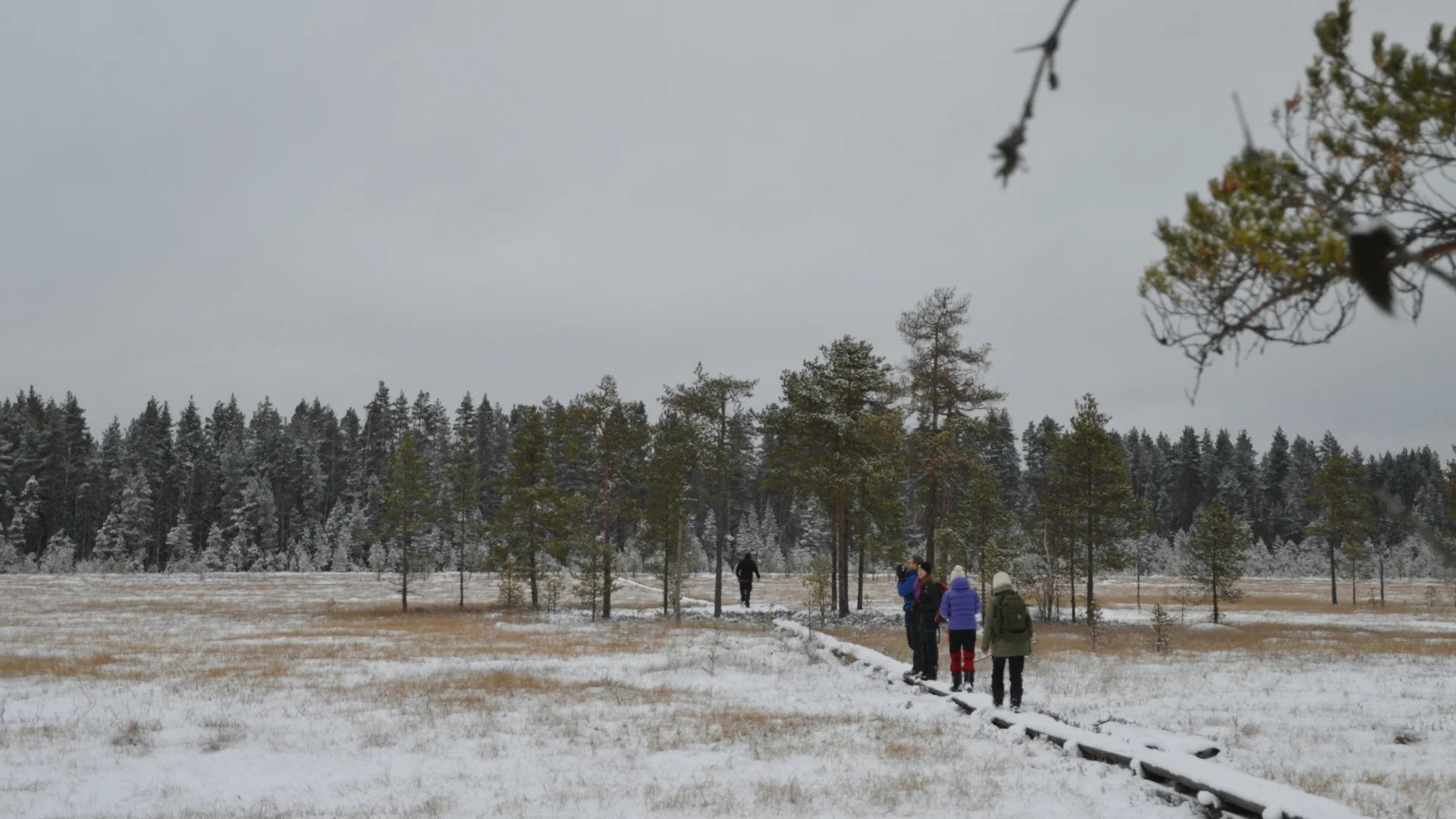 day-hike-at-swamp-protection-area-siikaneva-024.jpg