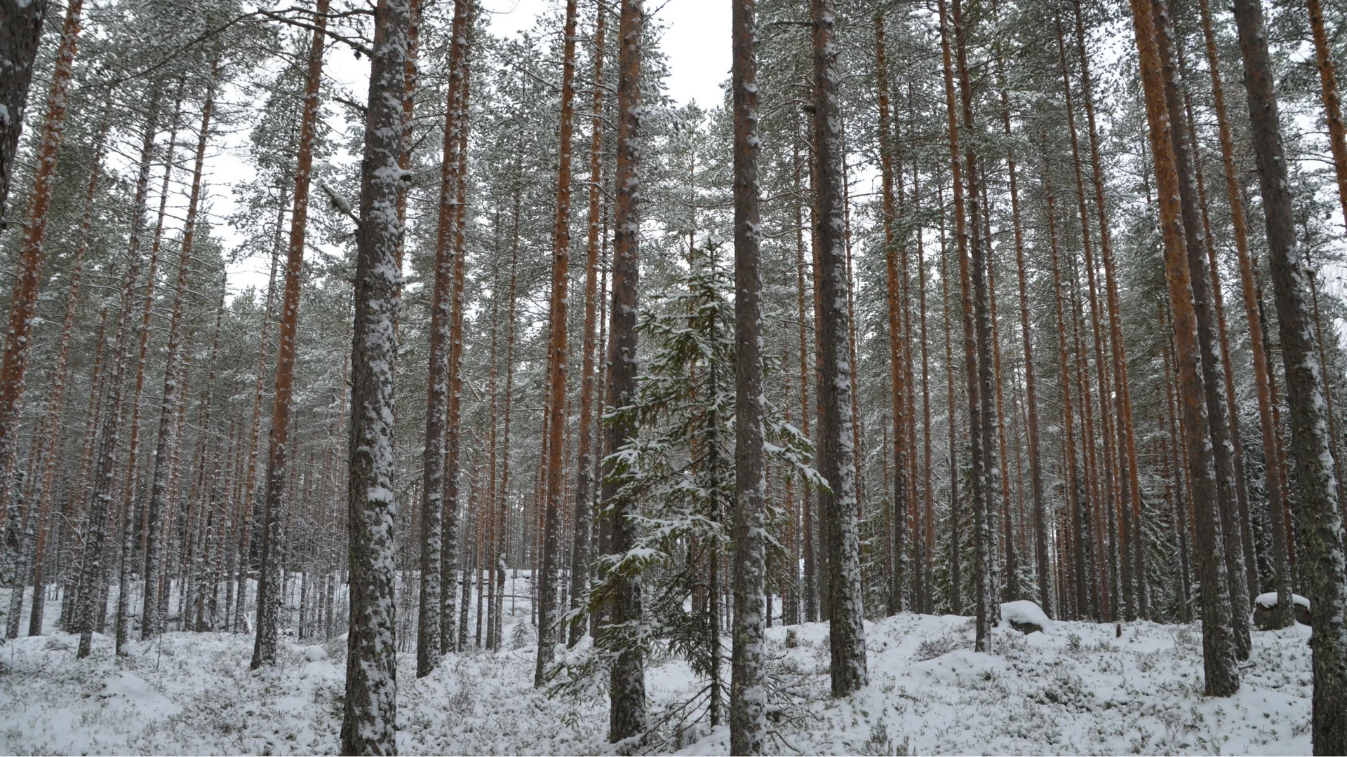 trail-running-finland-adventure-apes-003.jpg