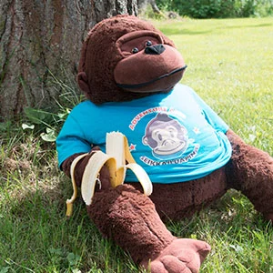 Andy the Ape_Adventure Apes.jpg
