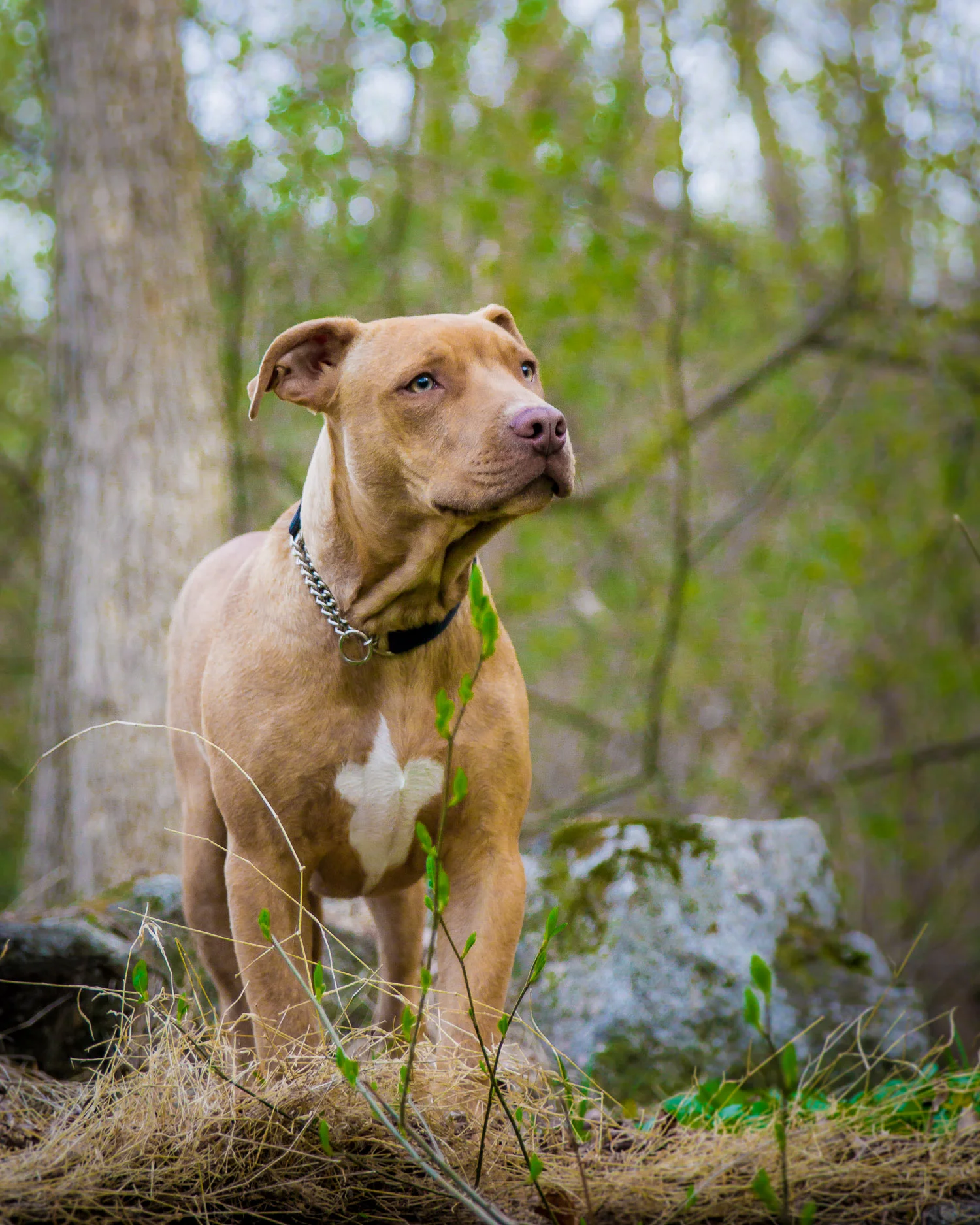 Pitbull Outside The Lines Pet Photography.jpg
