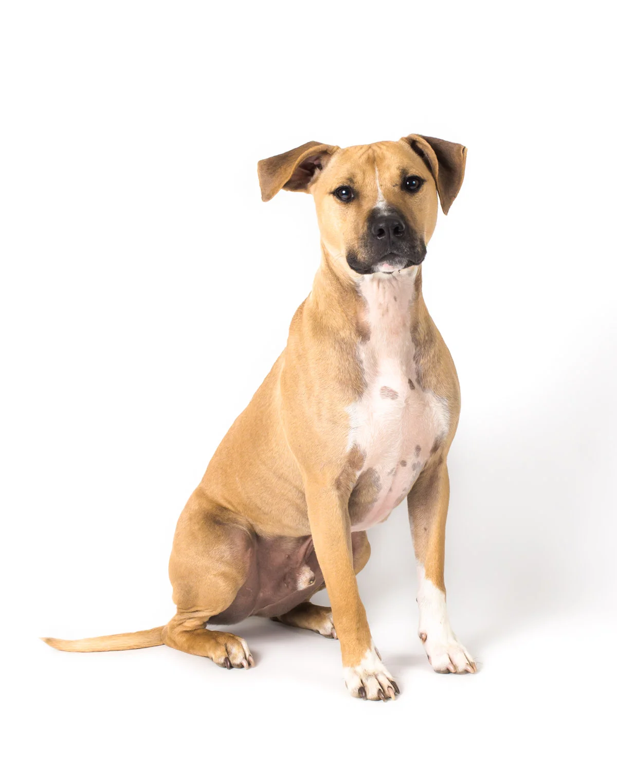 Have you dog photographed on our new white backdrop