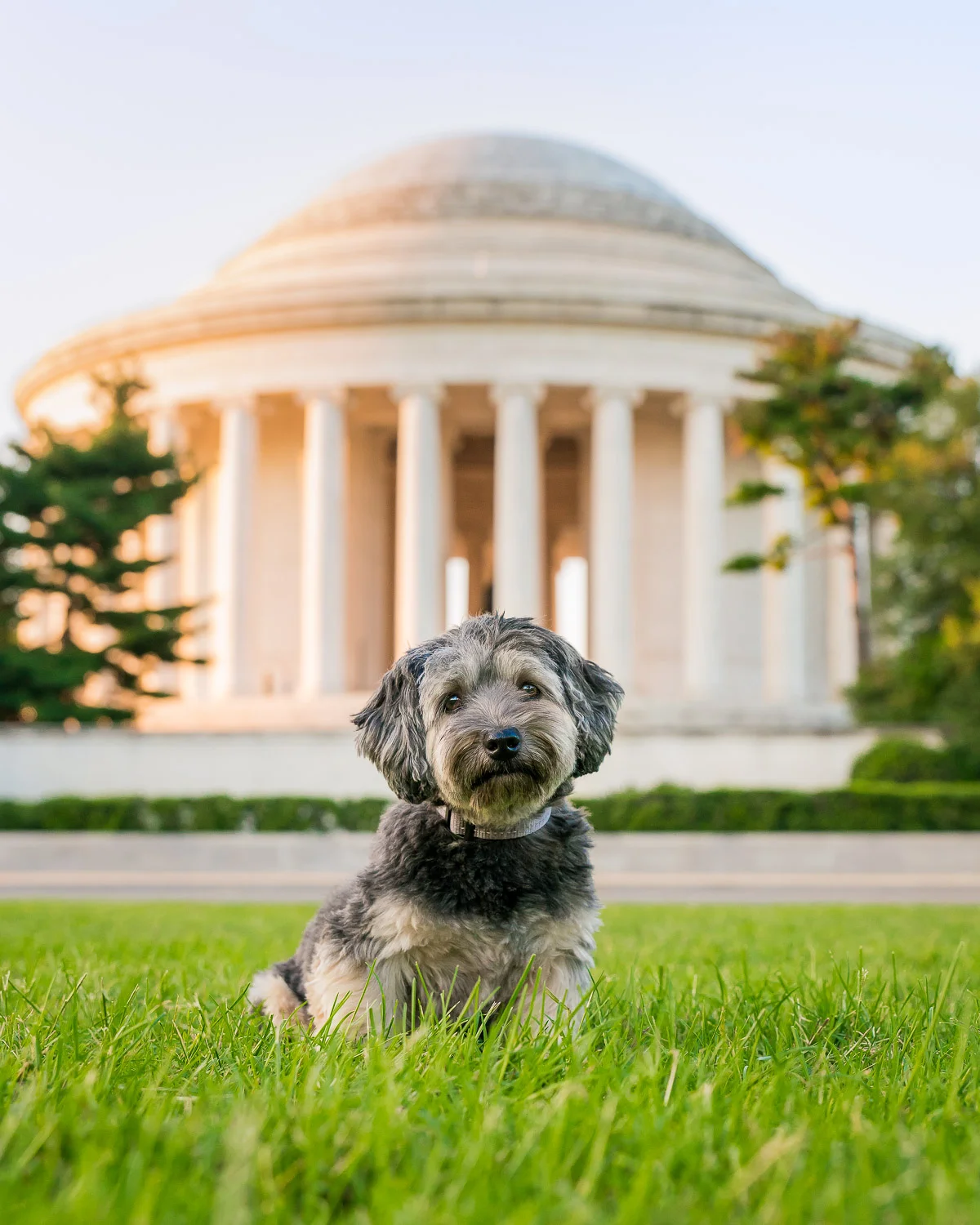 Pablo looks so cute while sitting near the backside of Jefferson Memorial