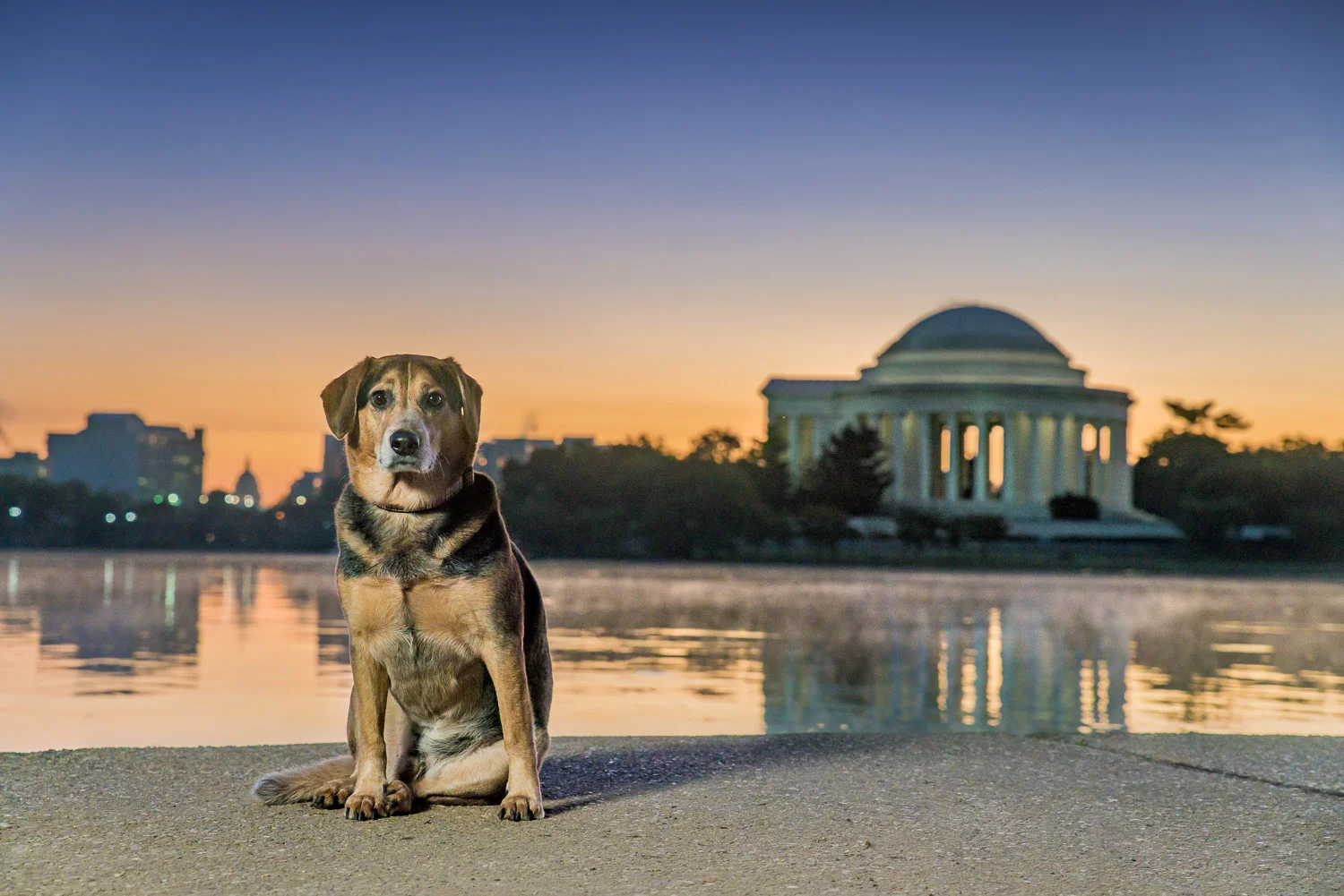One more shot of Alfred, but this time you can easily see Jefferson Memorial in the background at sunrise. There is even a bit of morning fog on the water's surface.