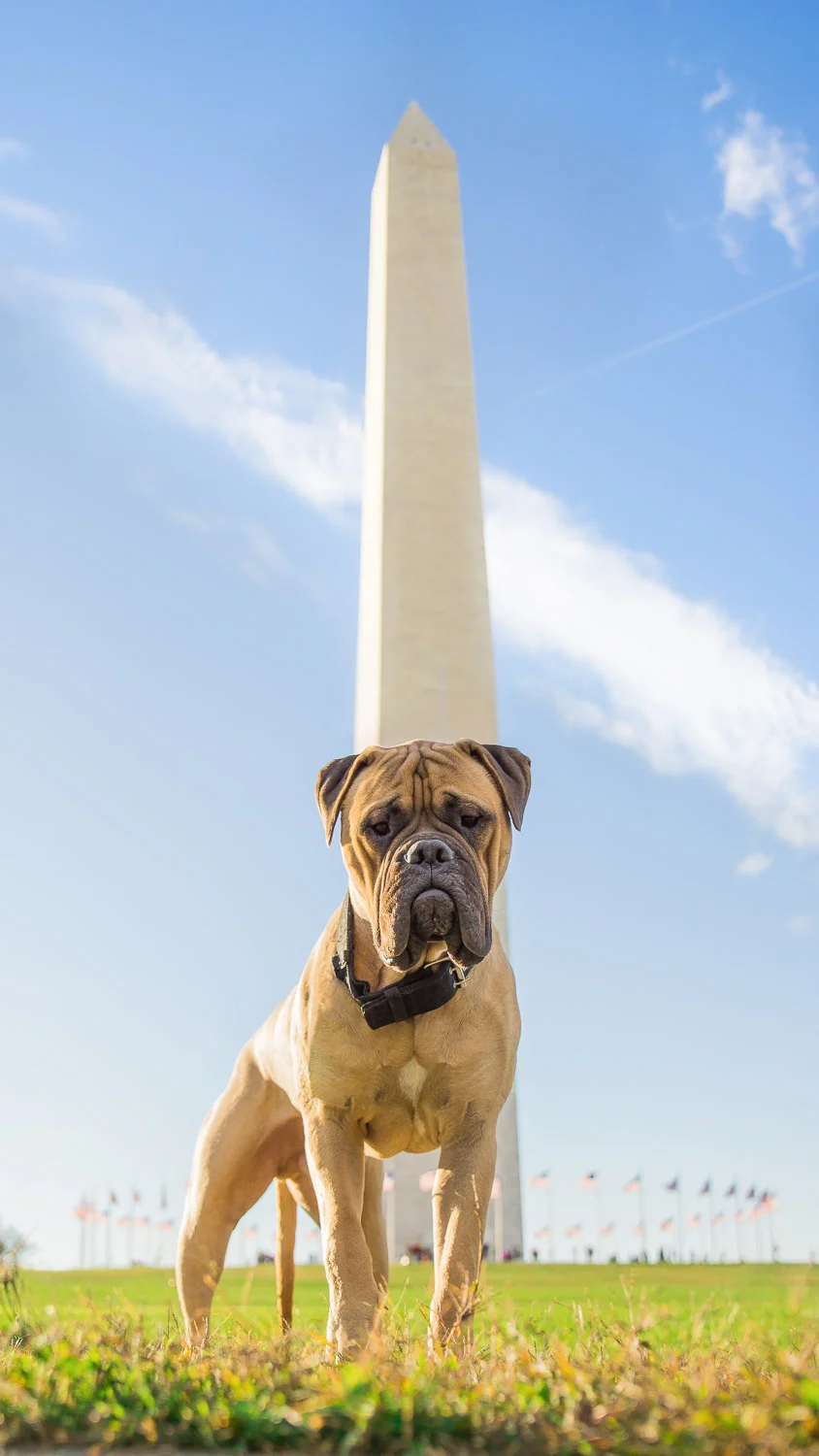 A Big Dog in DC in front of a big monument in DC