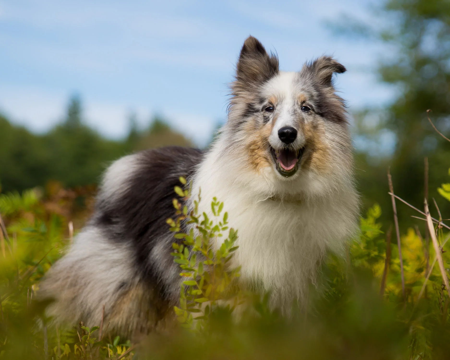 Sheltie+Outside+The+Lines+Pet+Photography-2.jpg