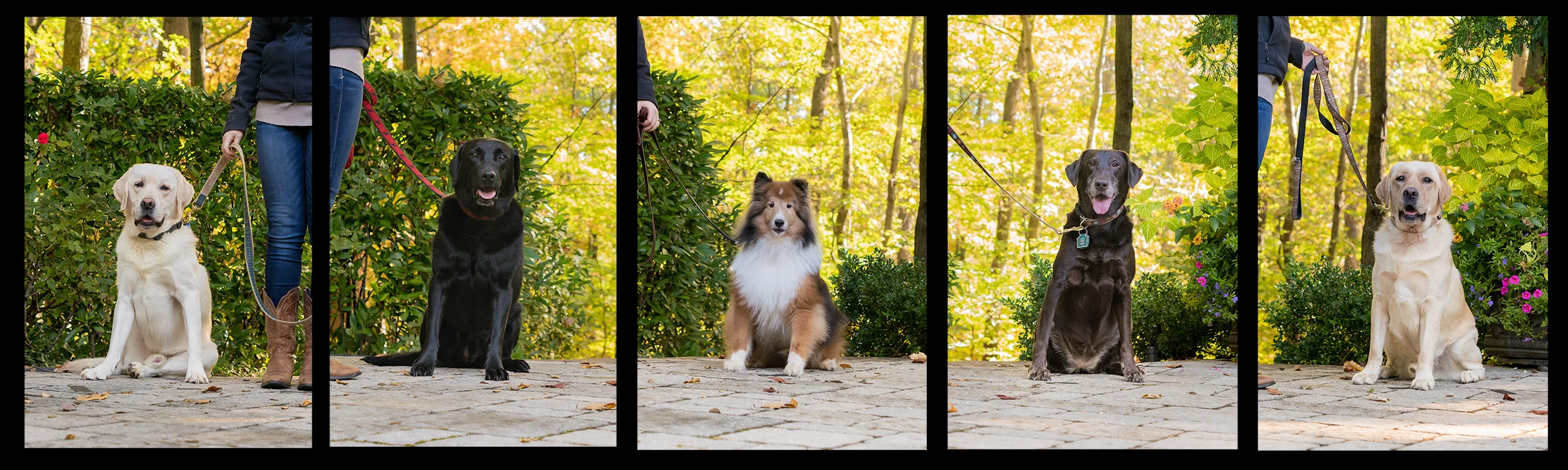 The dogs above did not get along so we photographed them individually and edited them together. See the final image below.