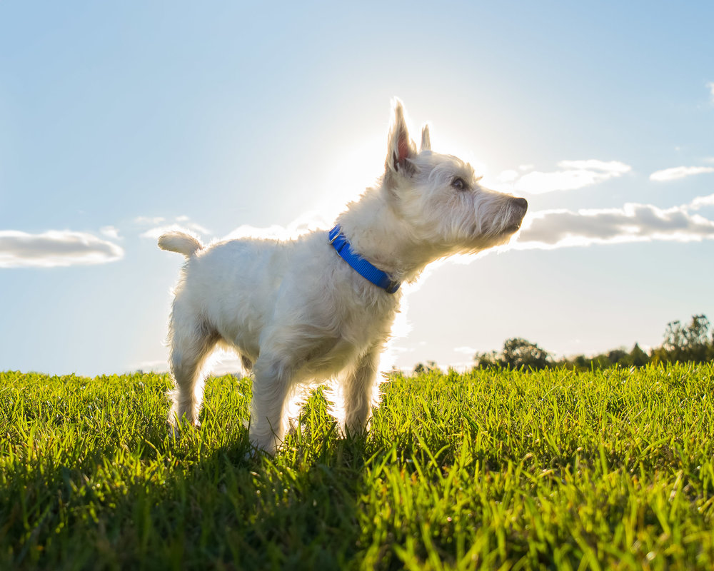 Pet+Photography+Outside+of+Washington,+DC.jpg