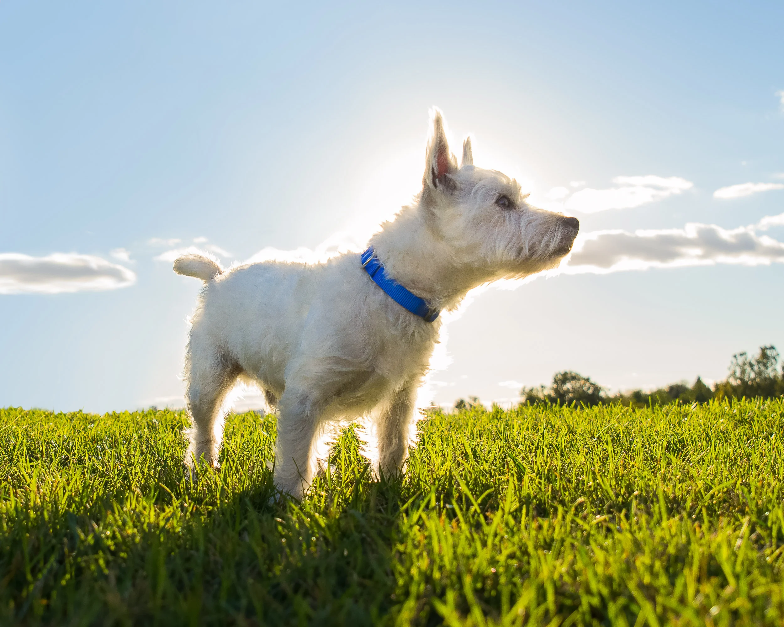 Pet+Photography+Outside+of+Washington,+DC.jpg
