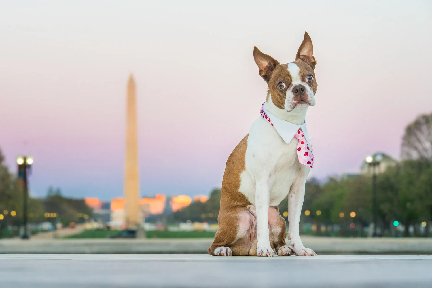 Boston Terrier in DC Pet Photo.jpg