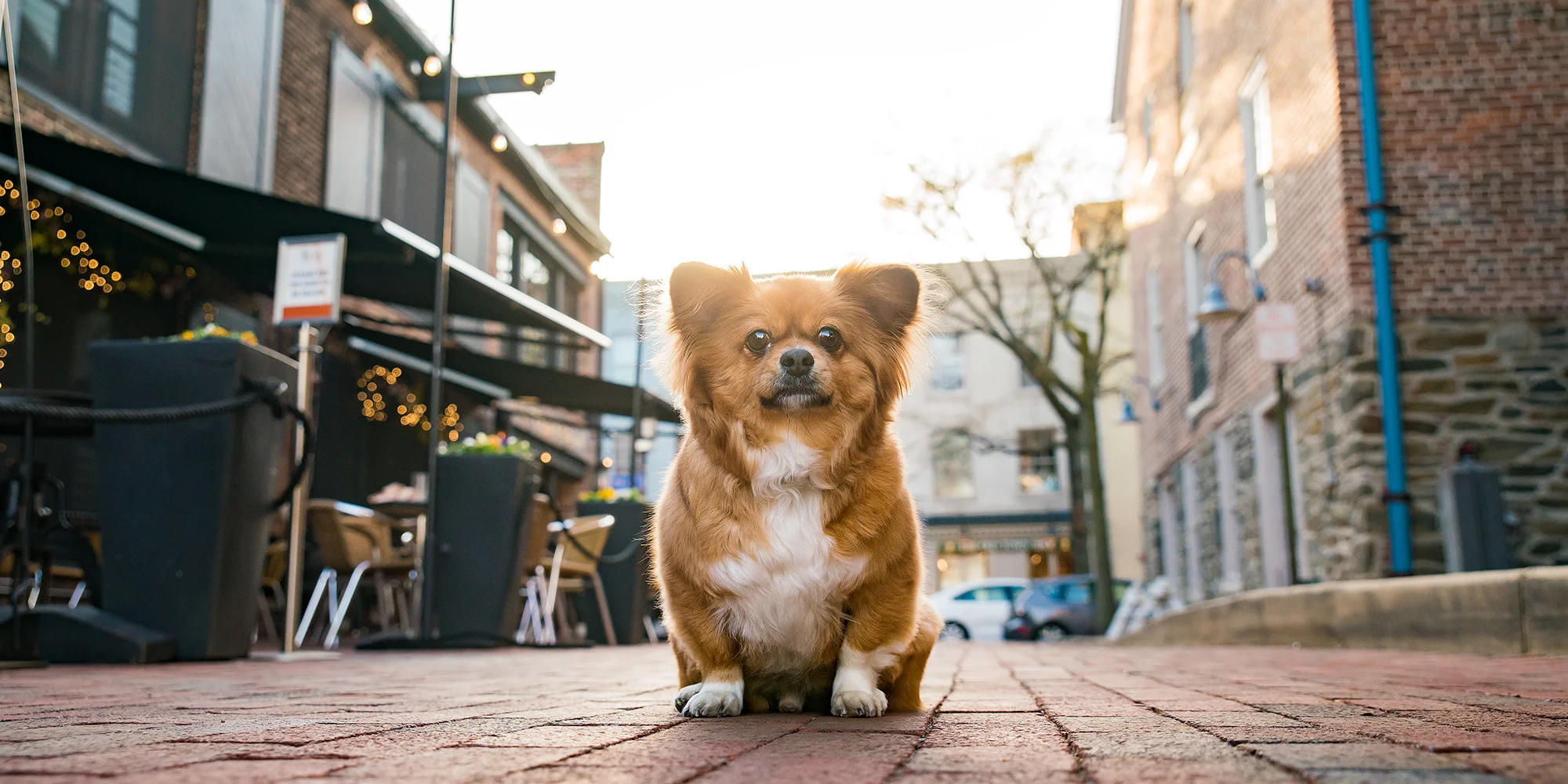 Teddy Without People Walking.jpg
