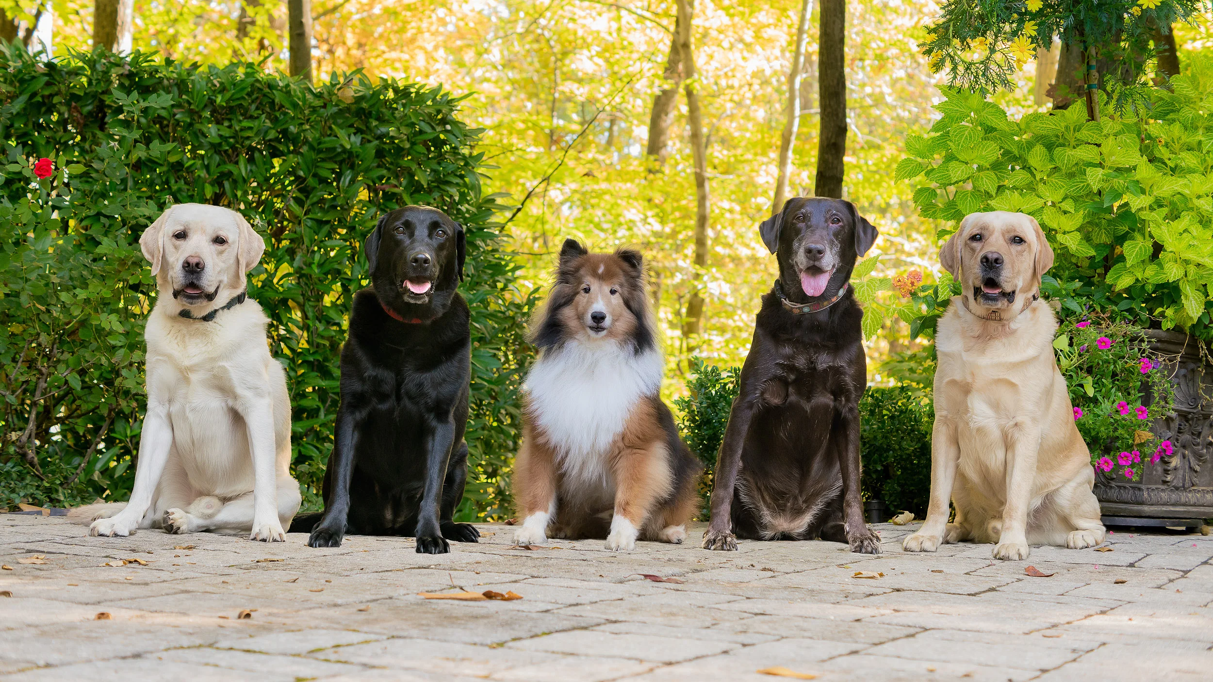 Here is one more composite we did using the same method as before (dogs on leashes)