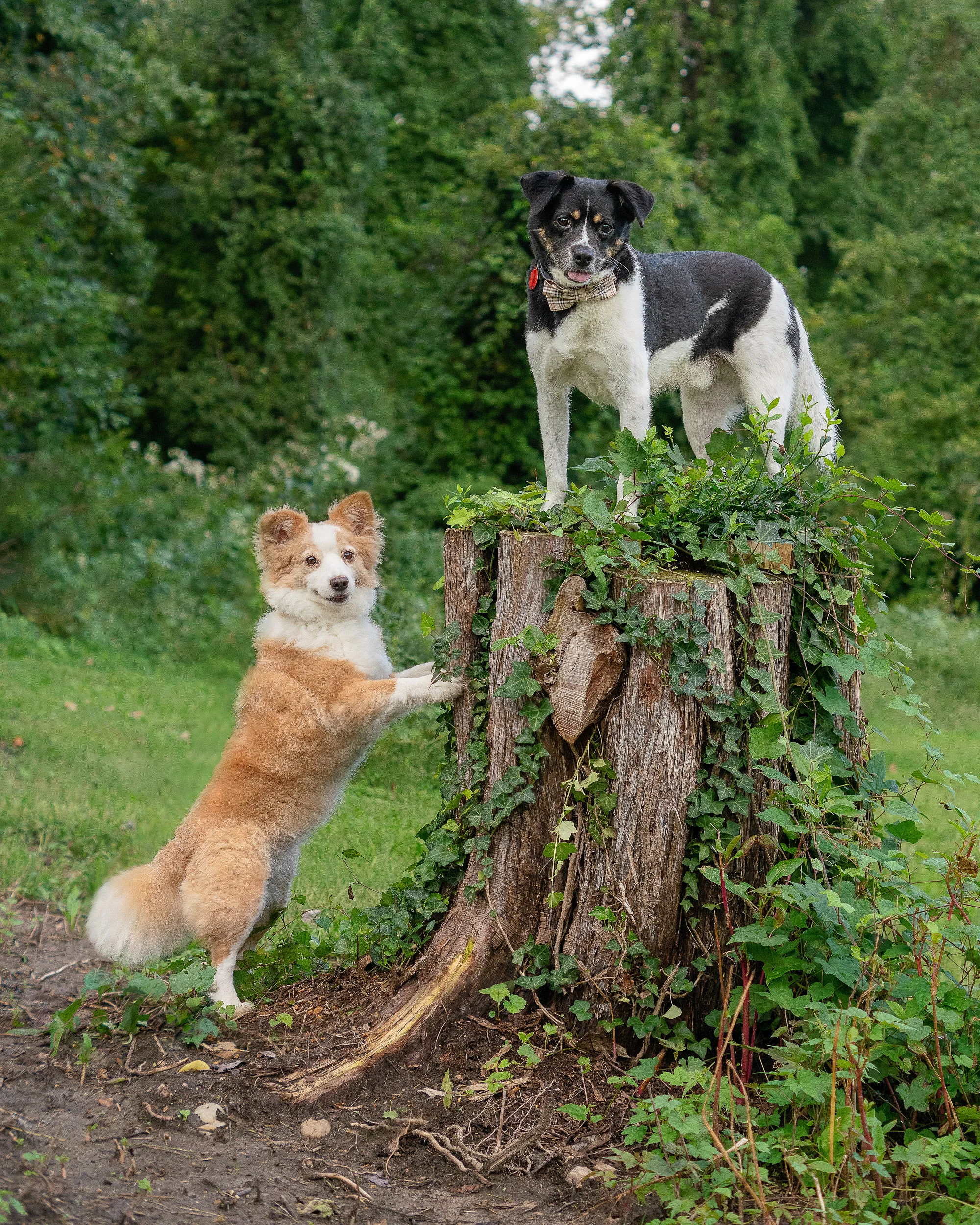 pet photography - Photoshop Dogs Together.jpg
