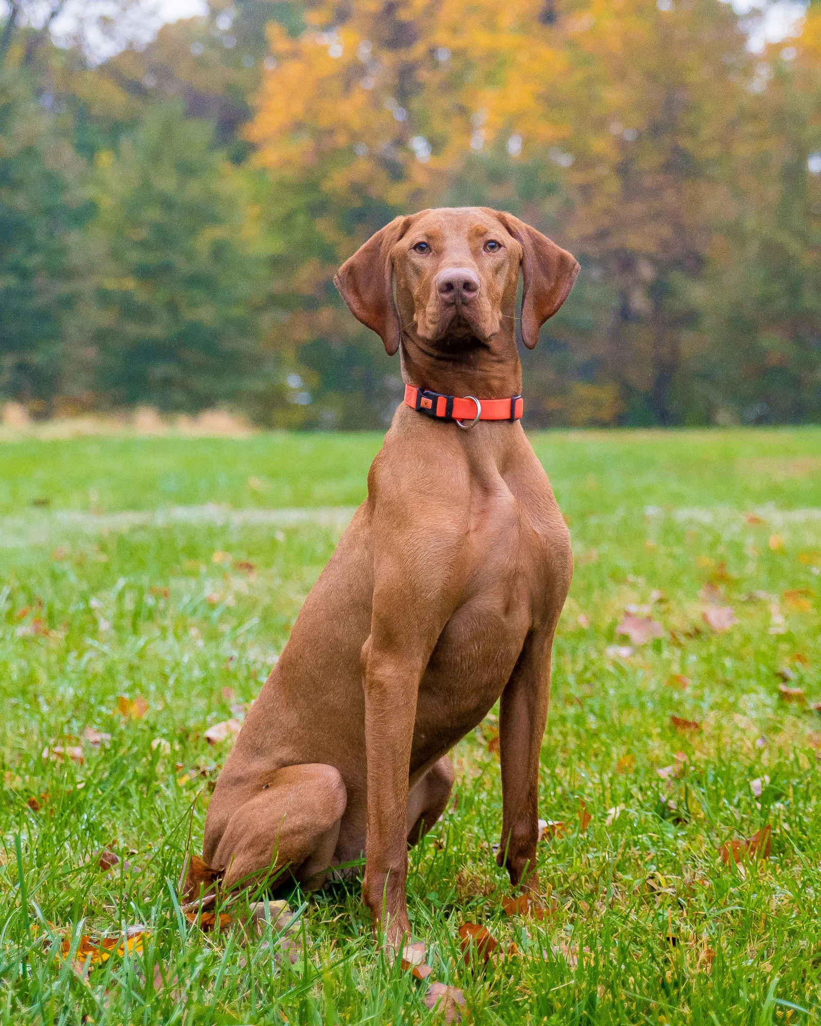 Oyster always sat when told and looks so proud.
