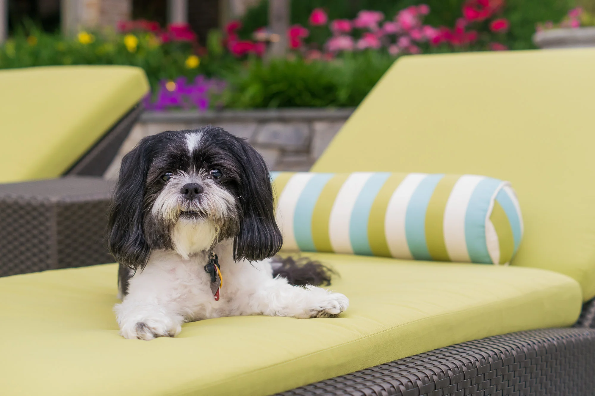 Spike just lounging out in the pool chairs