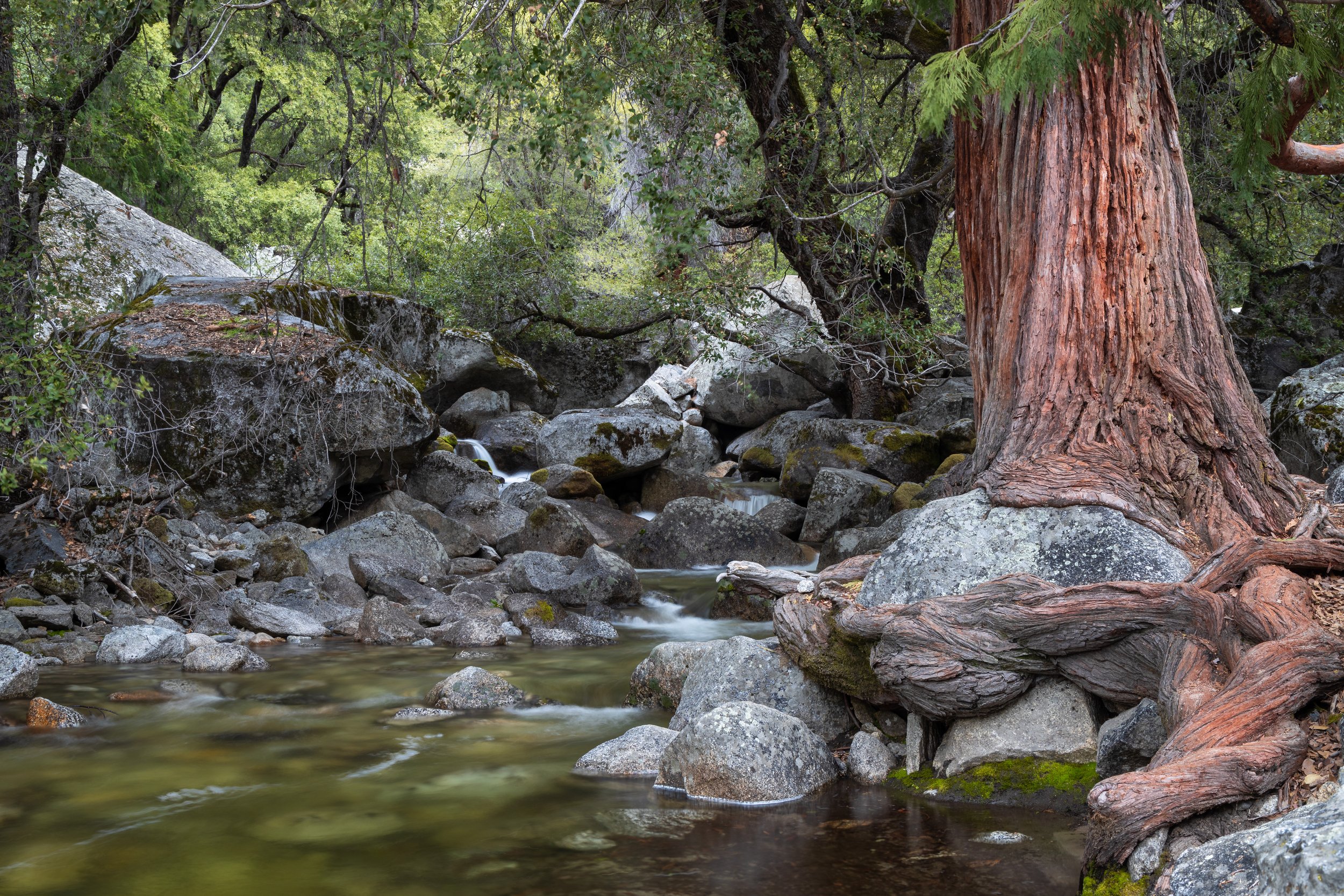 Sequoia Roots and Boulder