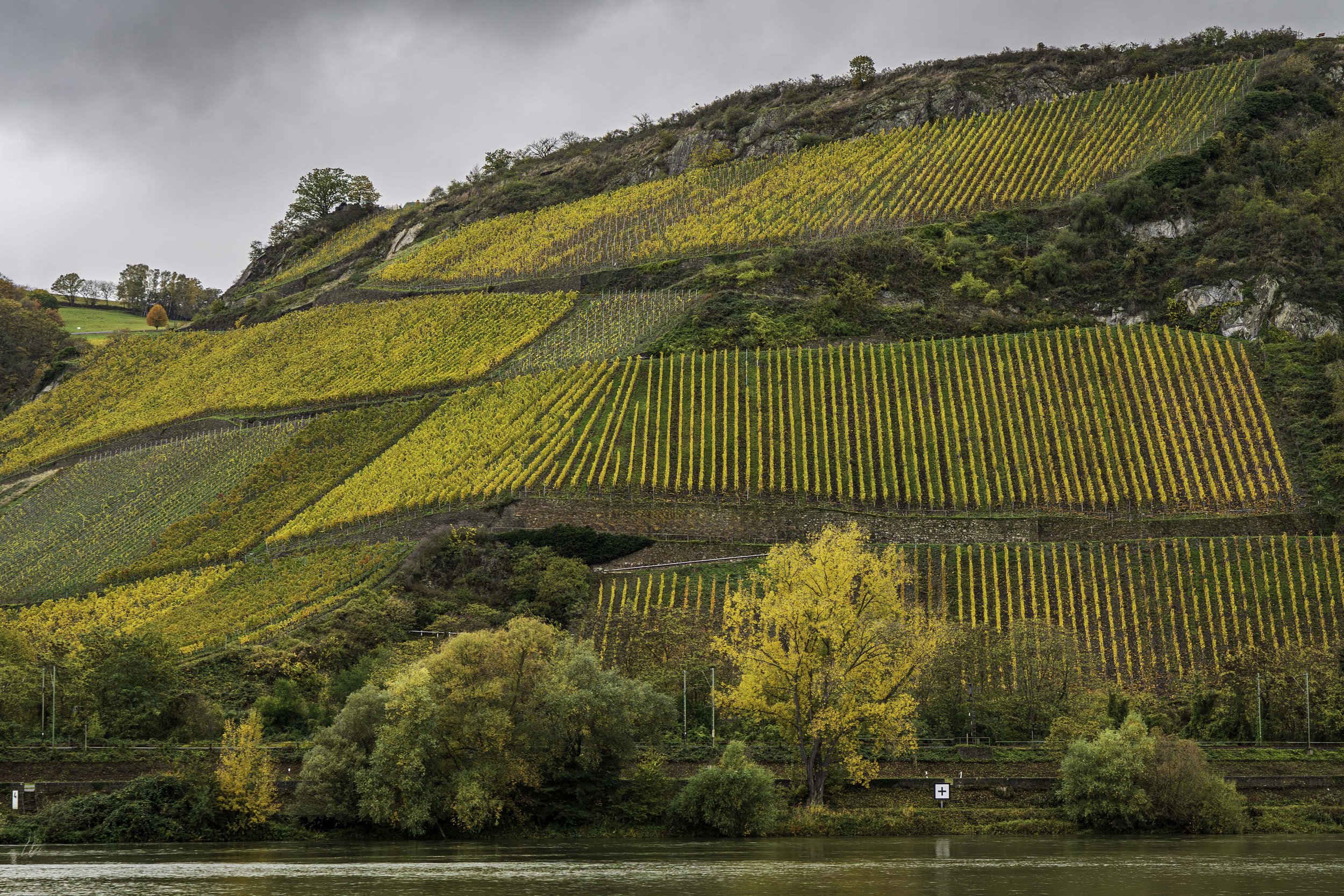 Grapevines along the Rhine