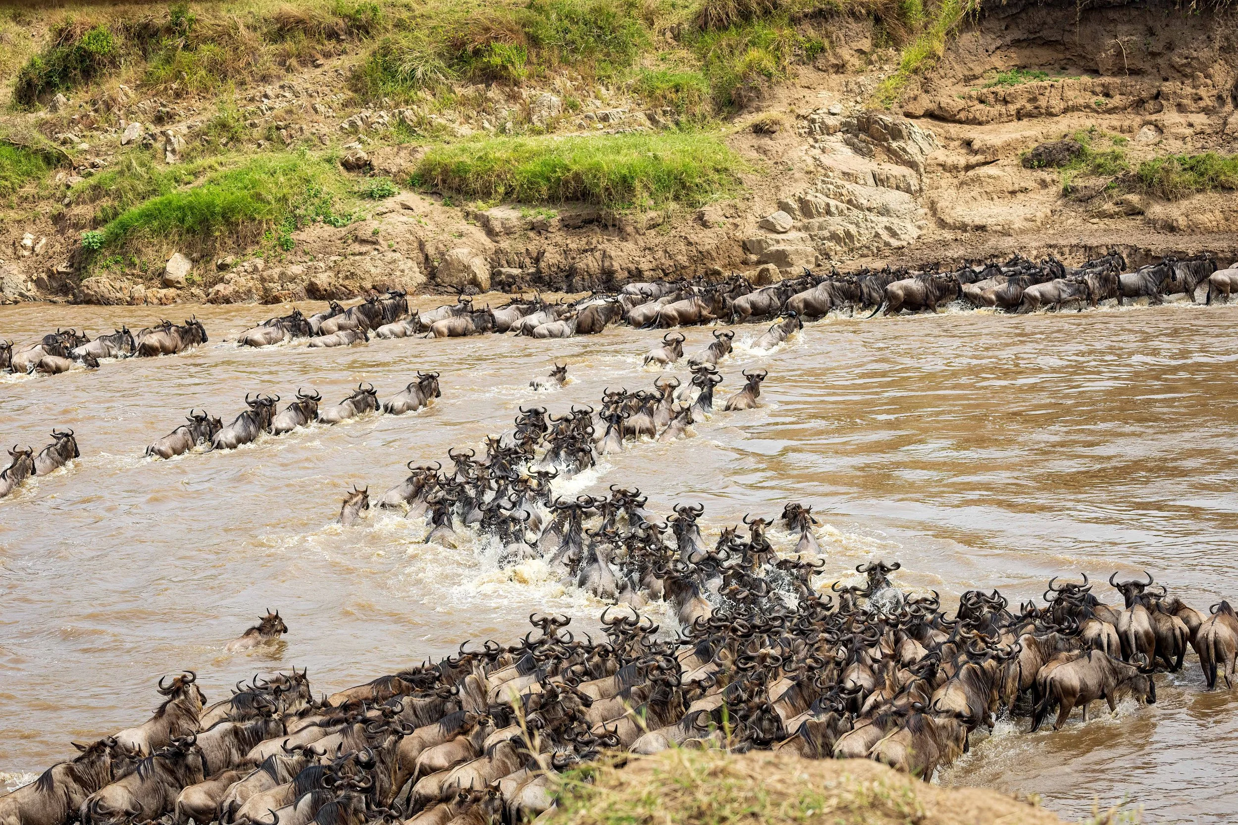 Wildebeest Migration