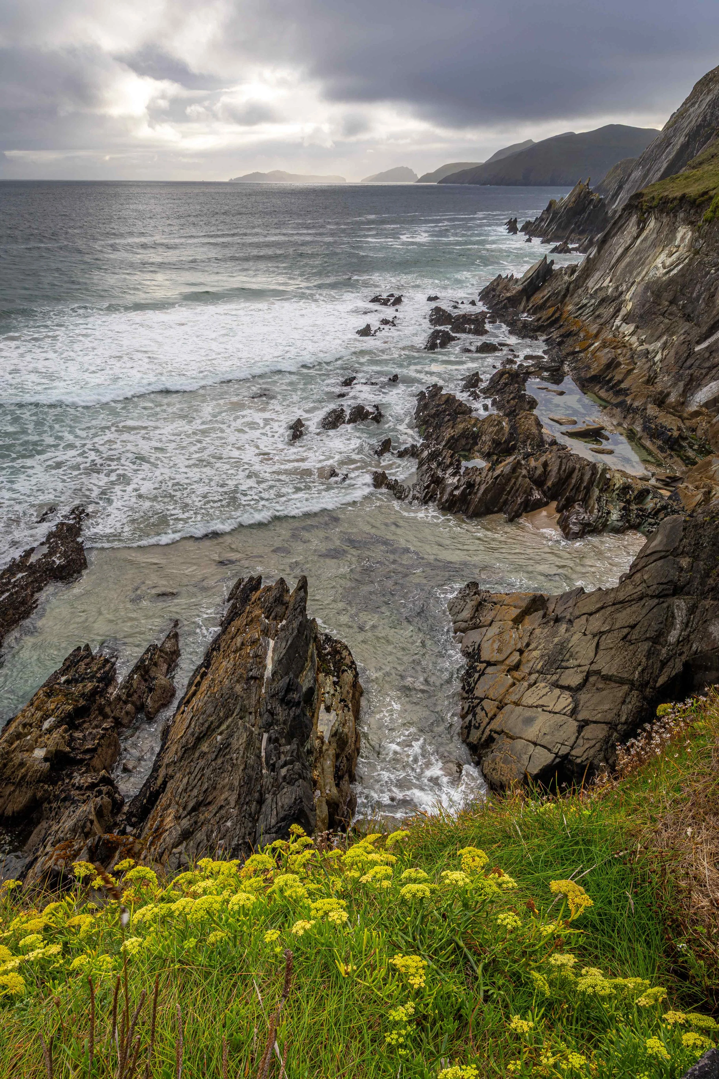 Cliff Wildflowers