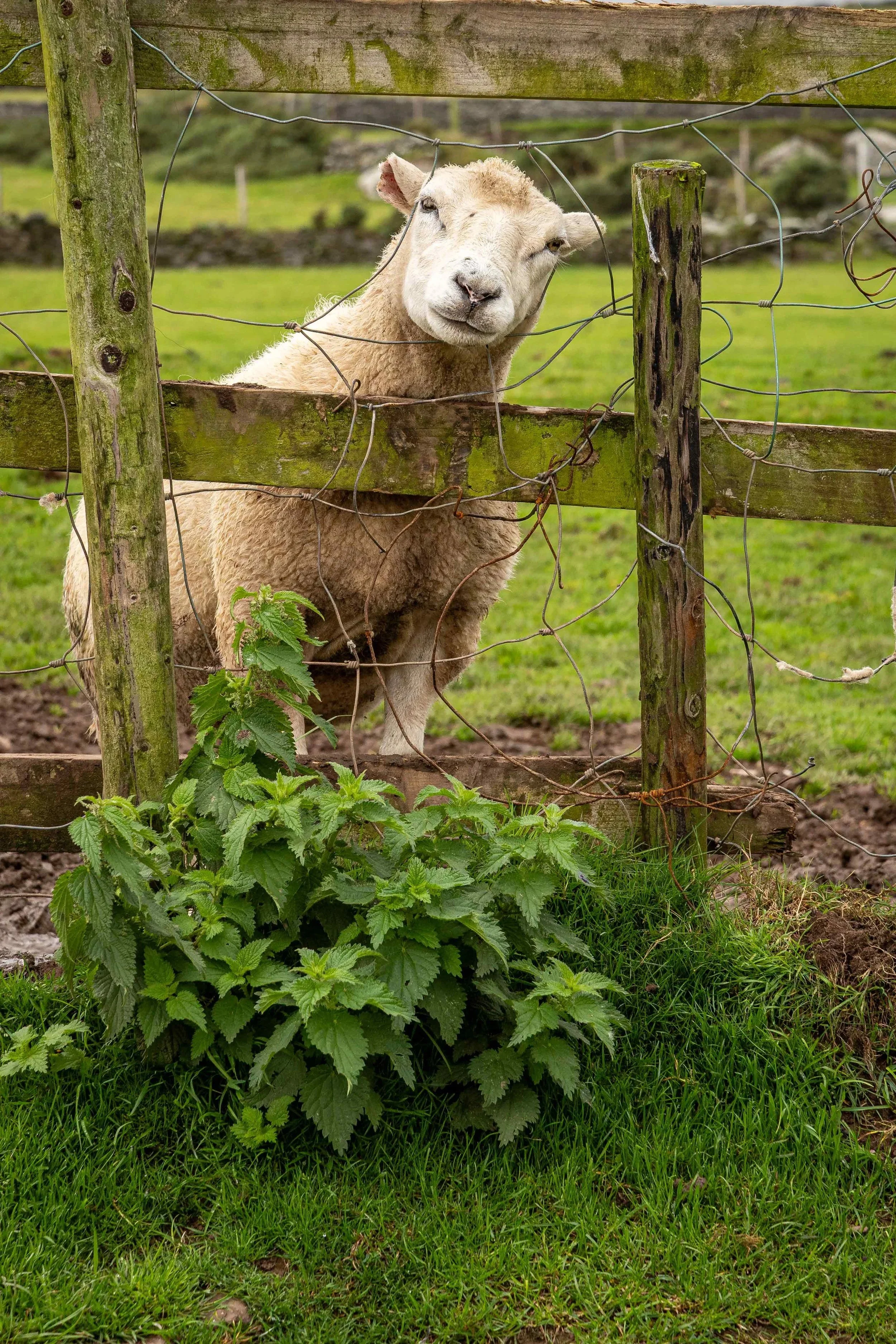 Irish Wool