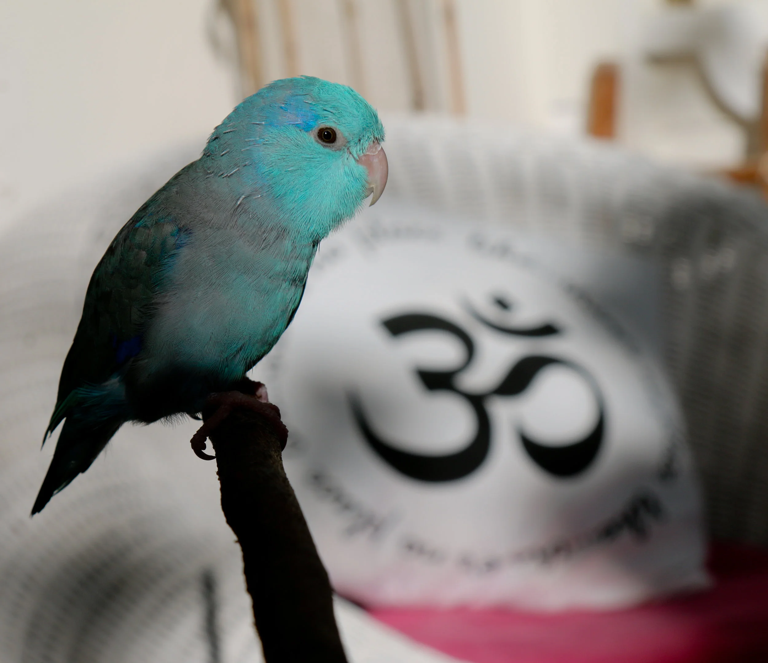 Aqua landed on my shoulders in late december 2017 and brought messages from beyond - this retreat is in honour of this beautiful blue bird