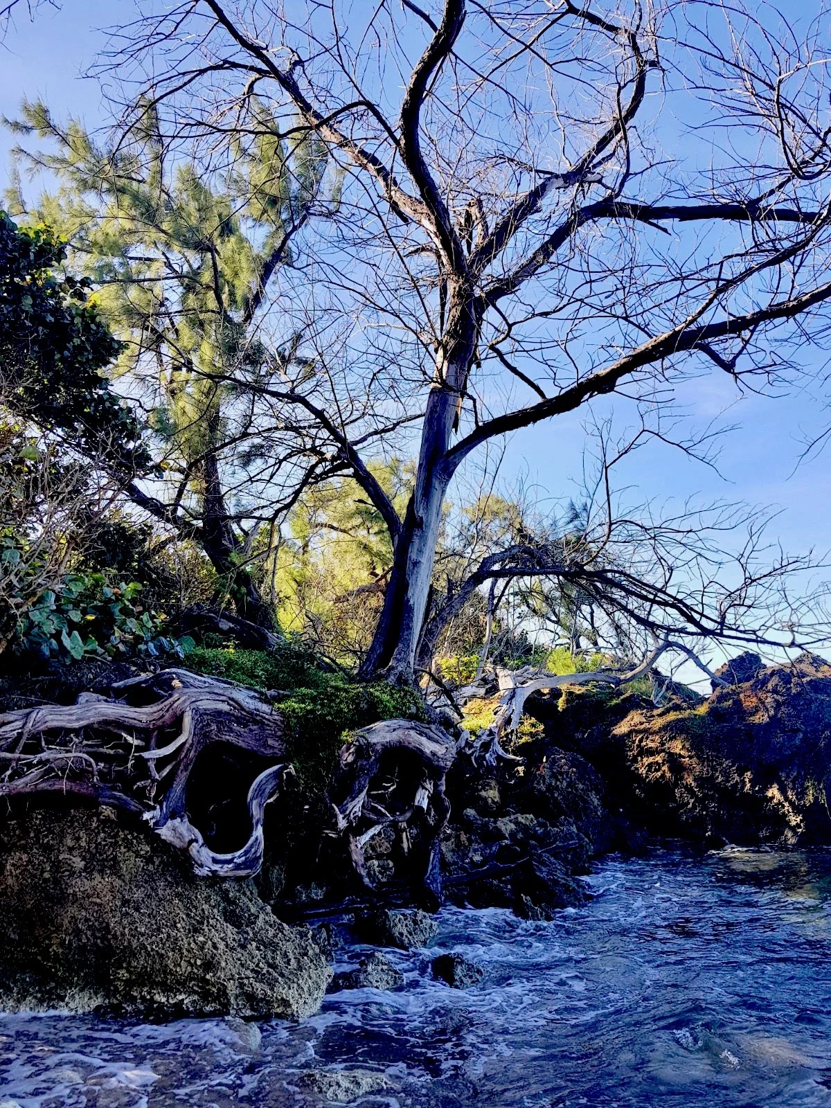 healing tree