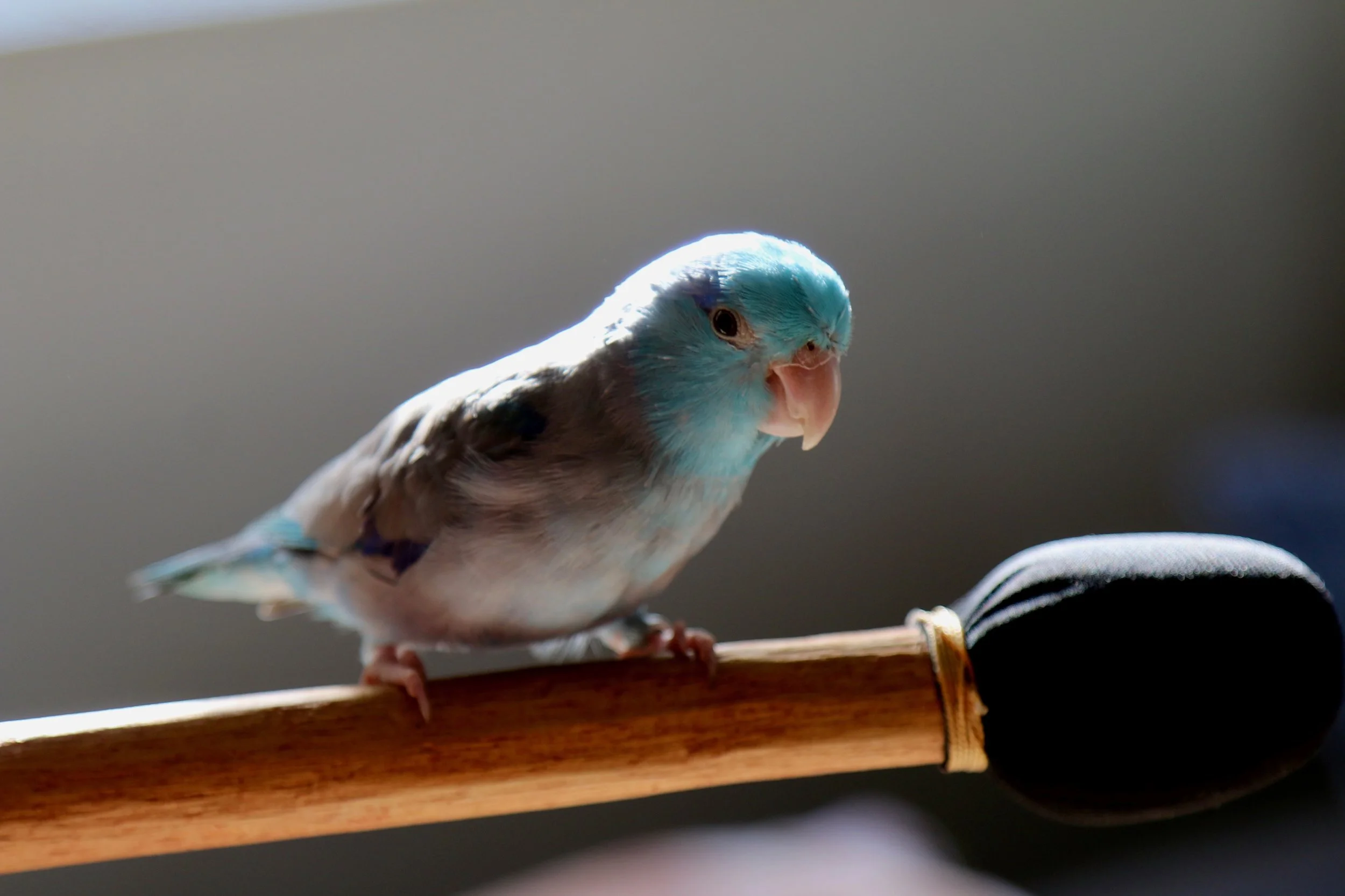 a retreat in honour of Aqua ~ a blue bird visitor from beyond