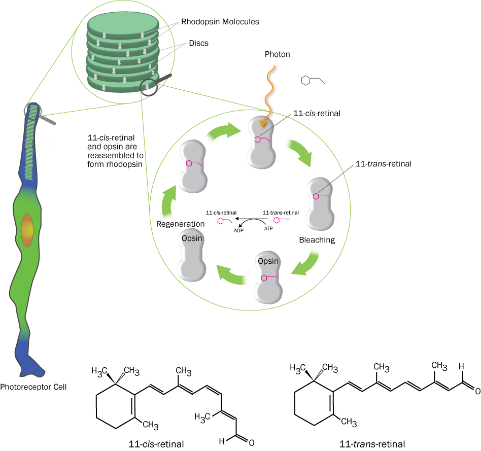Phototransduction