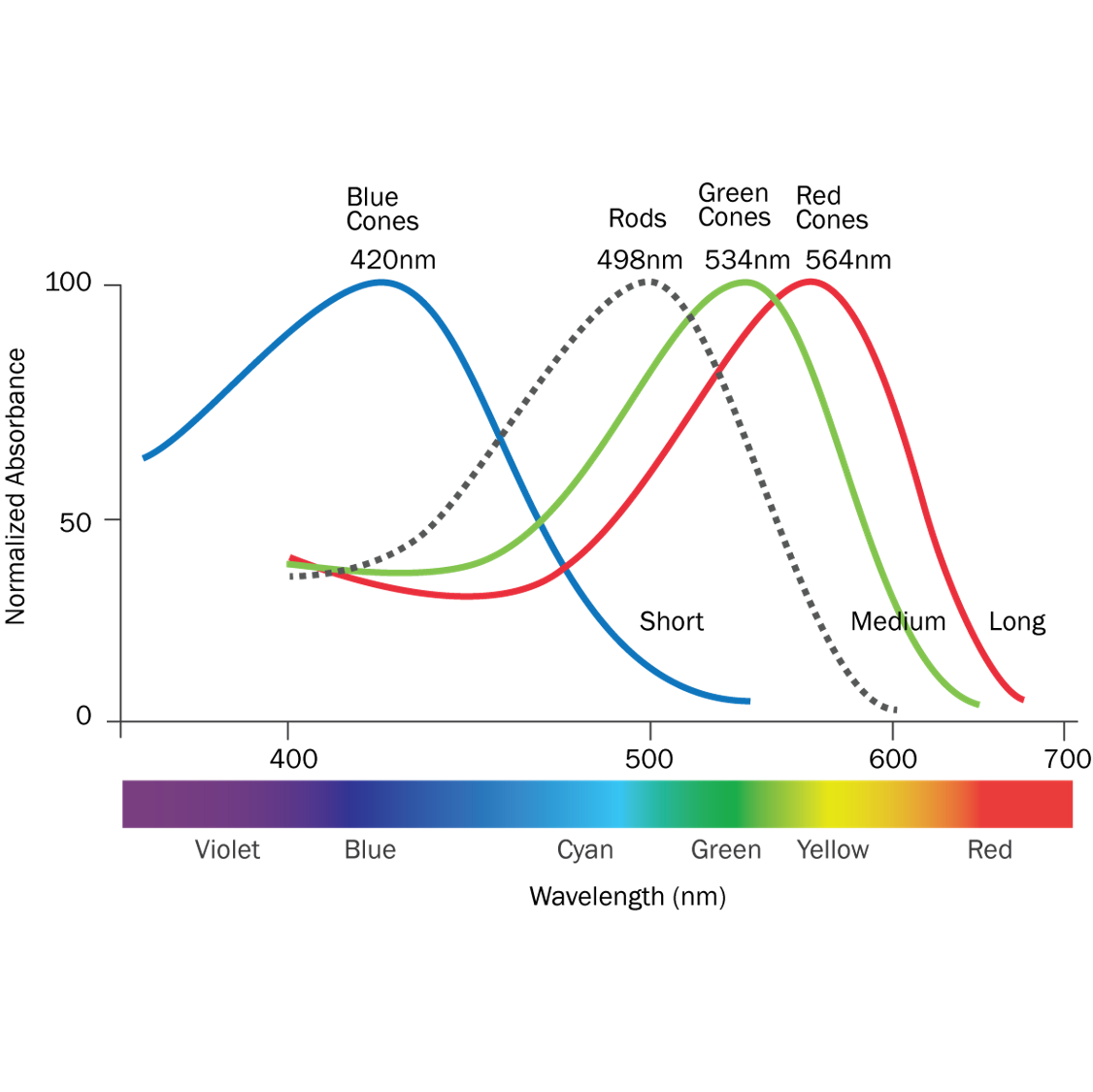 Color Sensitivity