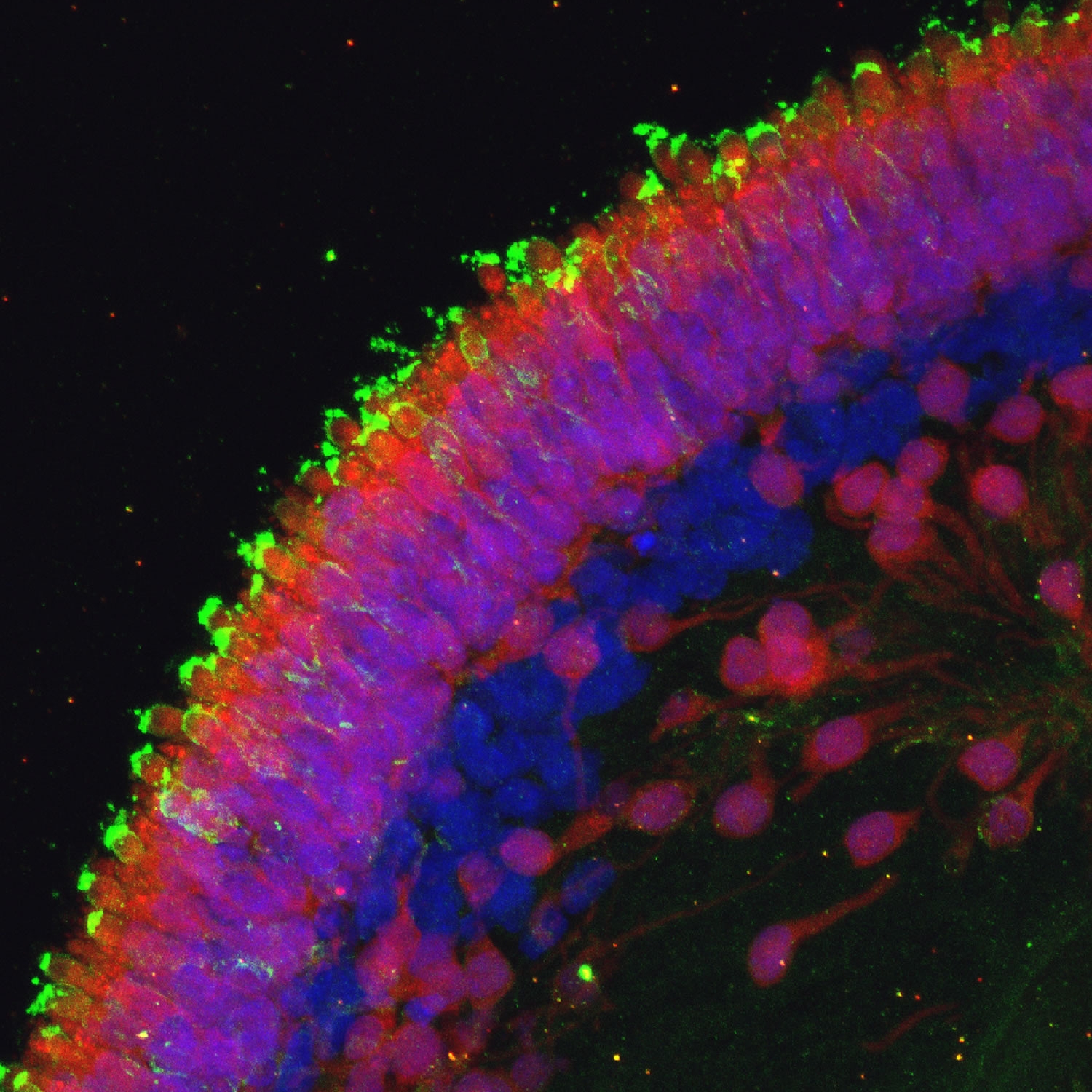 Photoreceptor Maturation