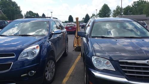 Michigan Harpist