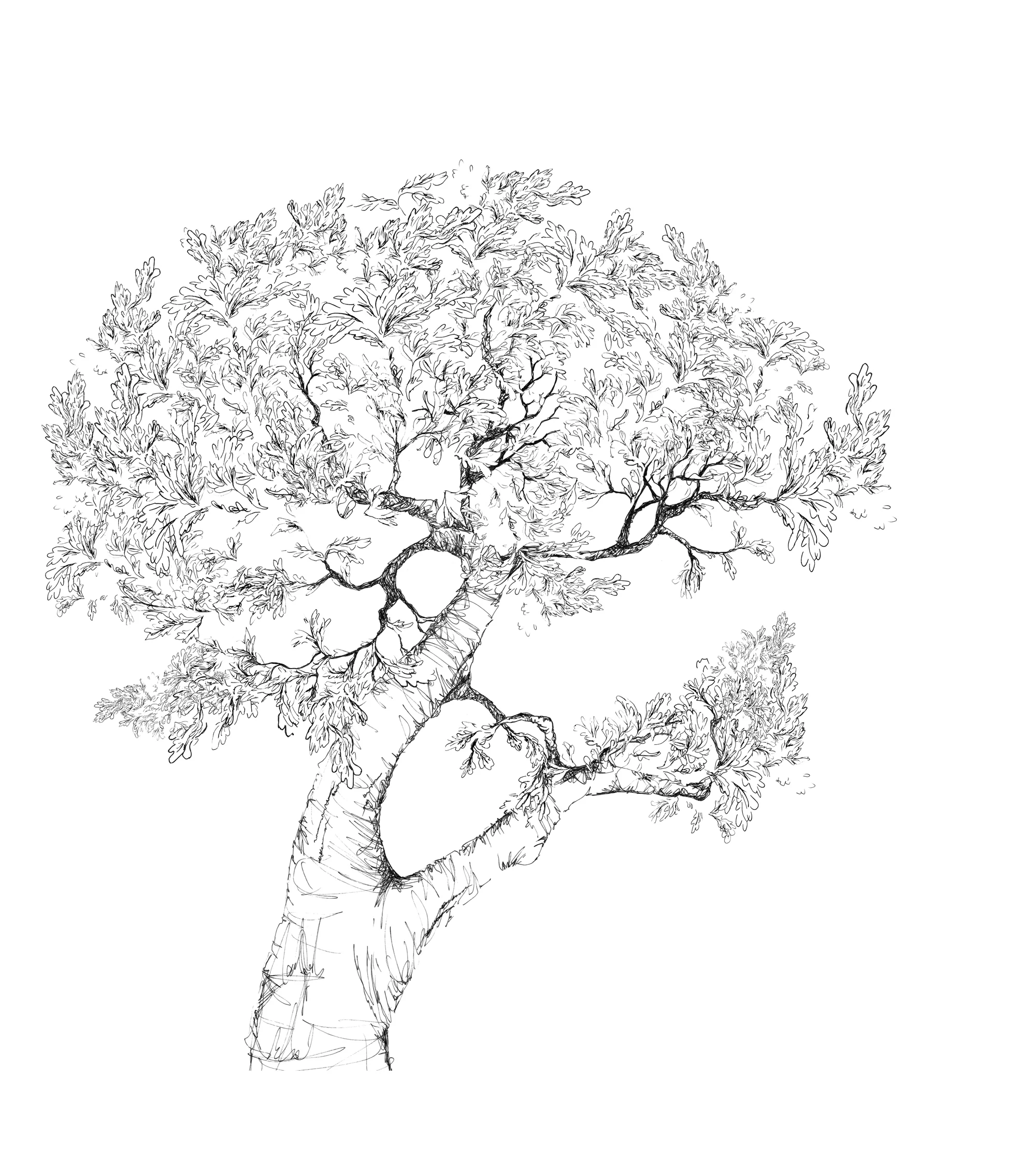 Oak Heart 2__leaves z.jpg