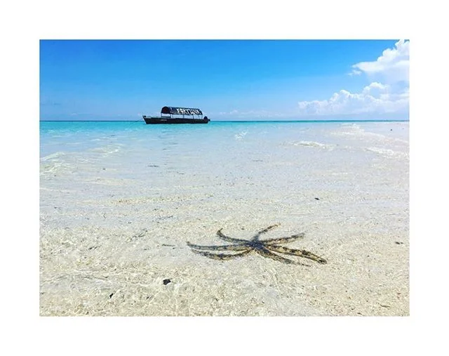 ๐ด๐๐๐ #zanzibar #stonetown #lush #dreamscape #zanzibarbeach #islandlivin #islandhopping #holidaymood #yasplease