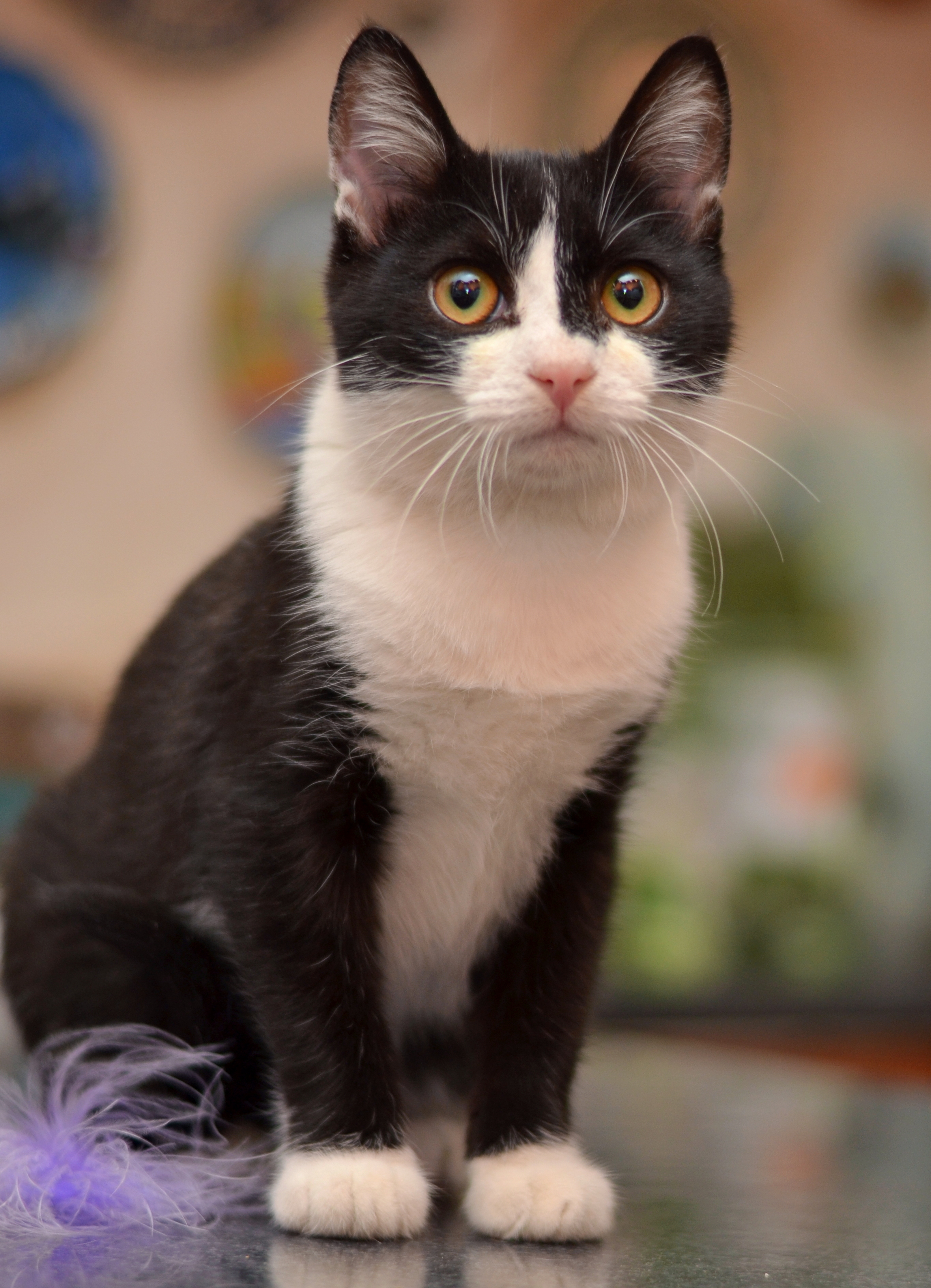Которебёнок Пётрек, 7мес.