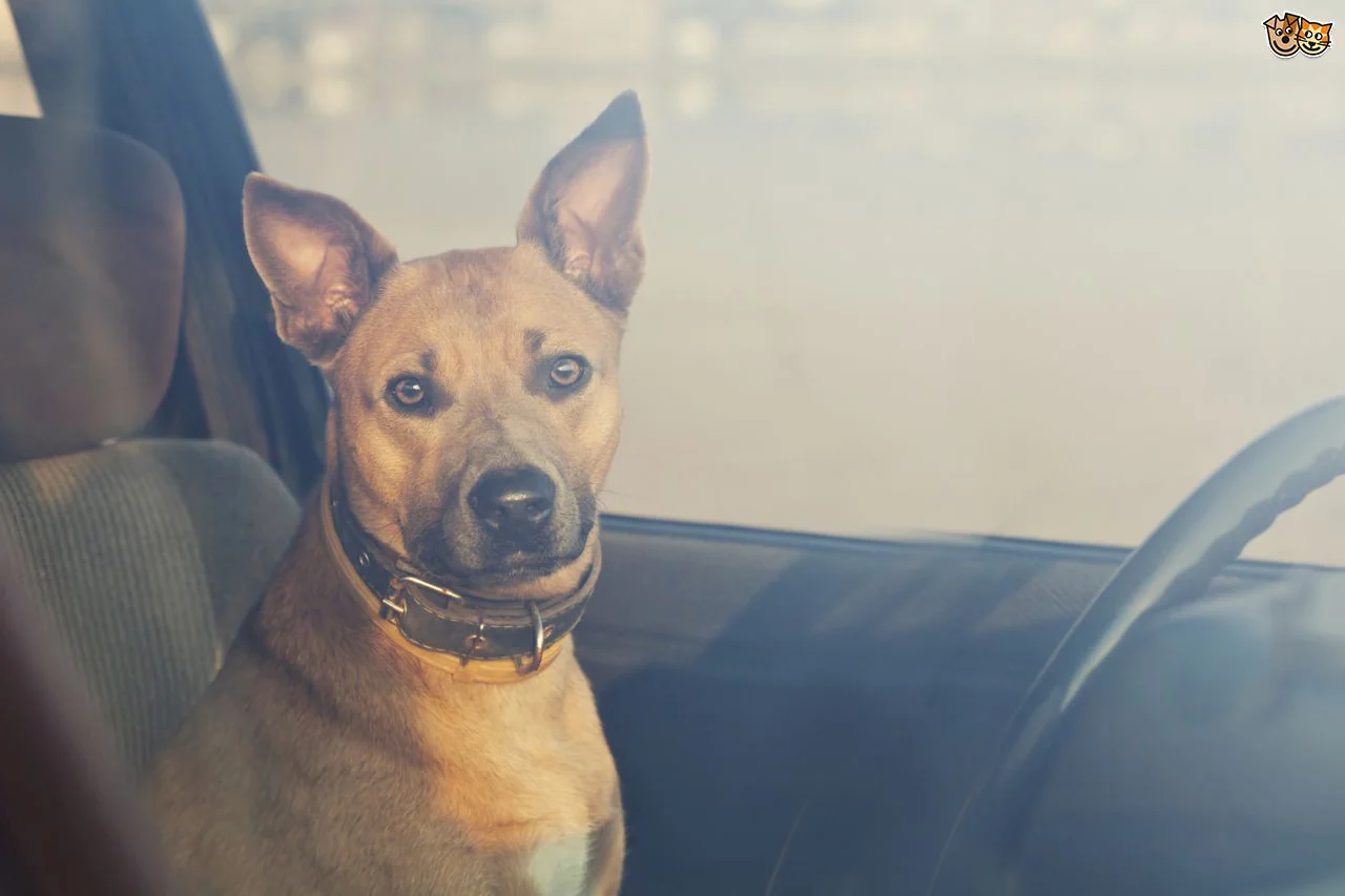 dogs-die-in-hot-cars-why-you-should-never-leave-your-dog-in-the-car-unattended-5593d0adbe821.jpg