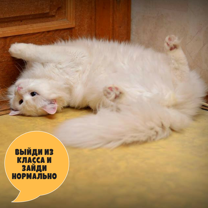 Вахтанг Куратор: 098-641-36-09, Светлана , Киев