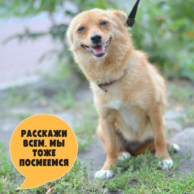 Кнопочка Куратор: 097-224-36-83 , 099-148-61-09, Ирина Пэрис , Киев.