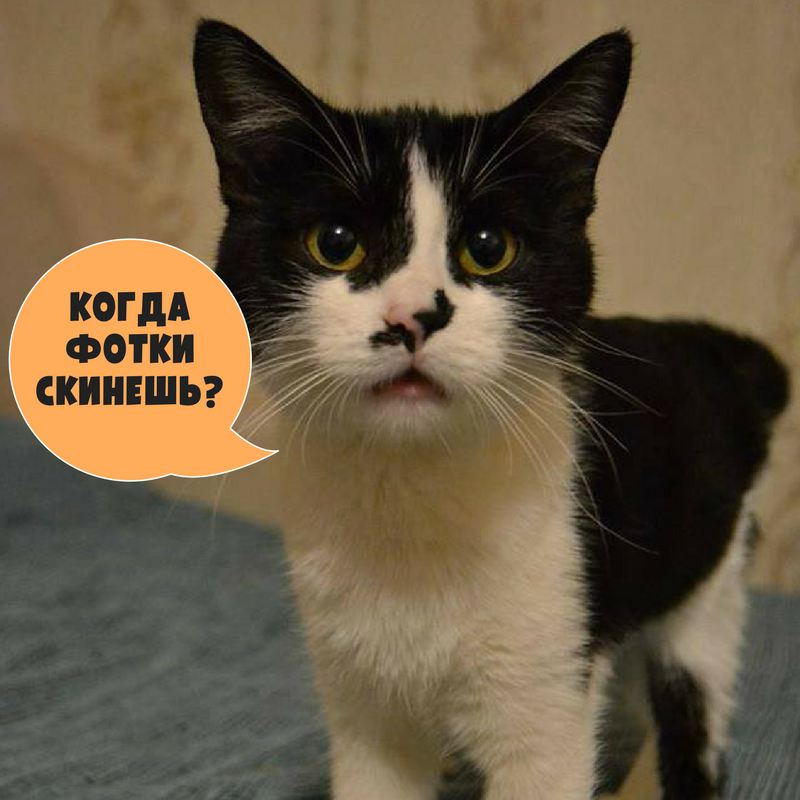 Скинь фото.png