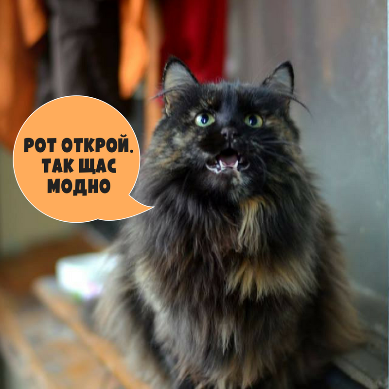 Рот открой.png