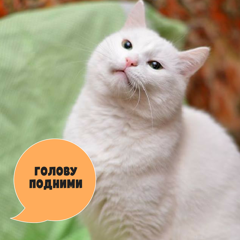 Голову подними.png