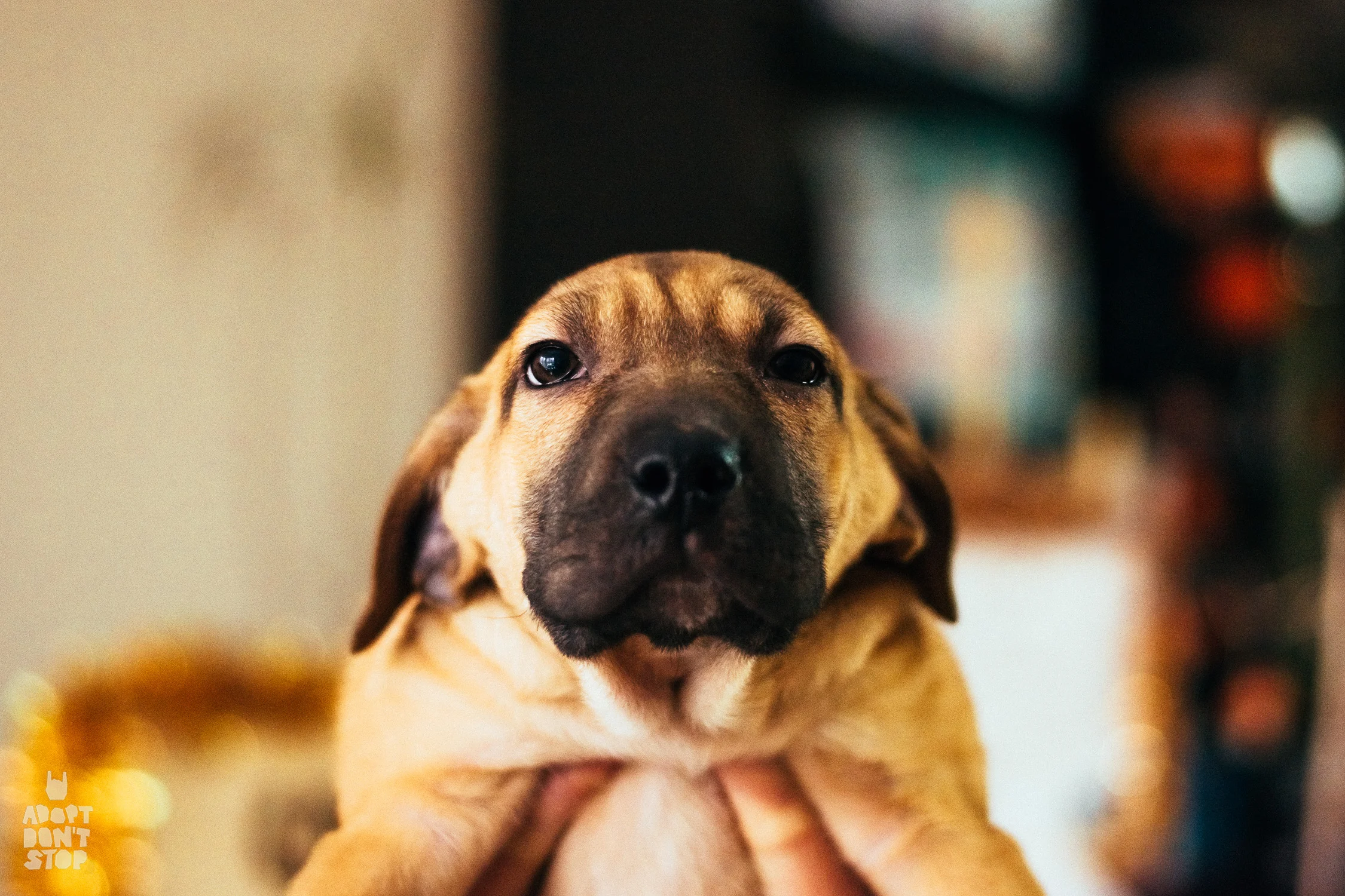 Множественное размножение