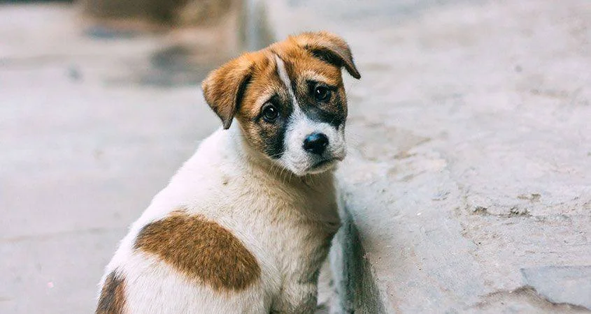 Фото: Martazmata/Shutterstock.com