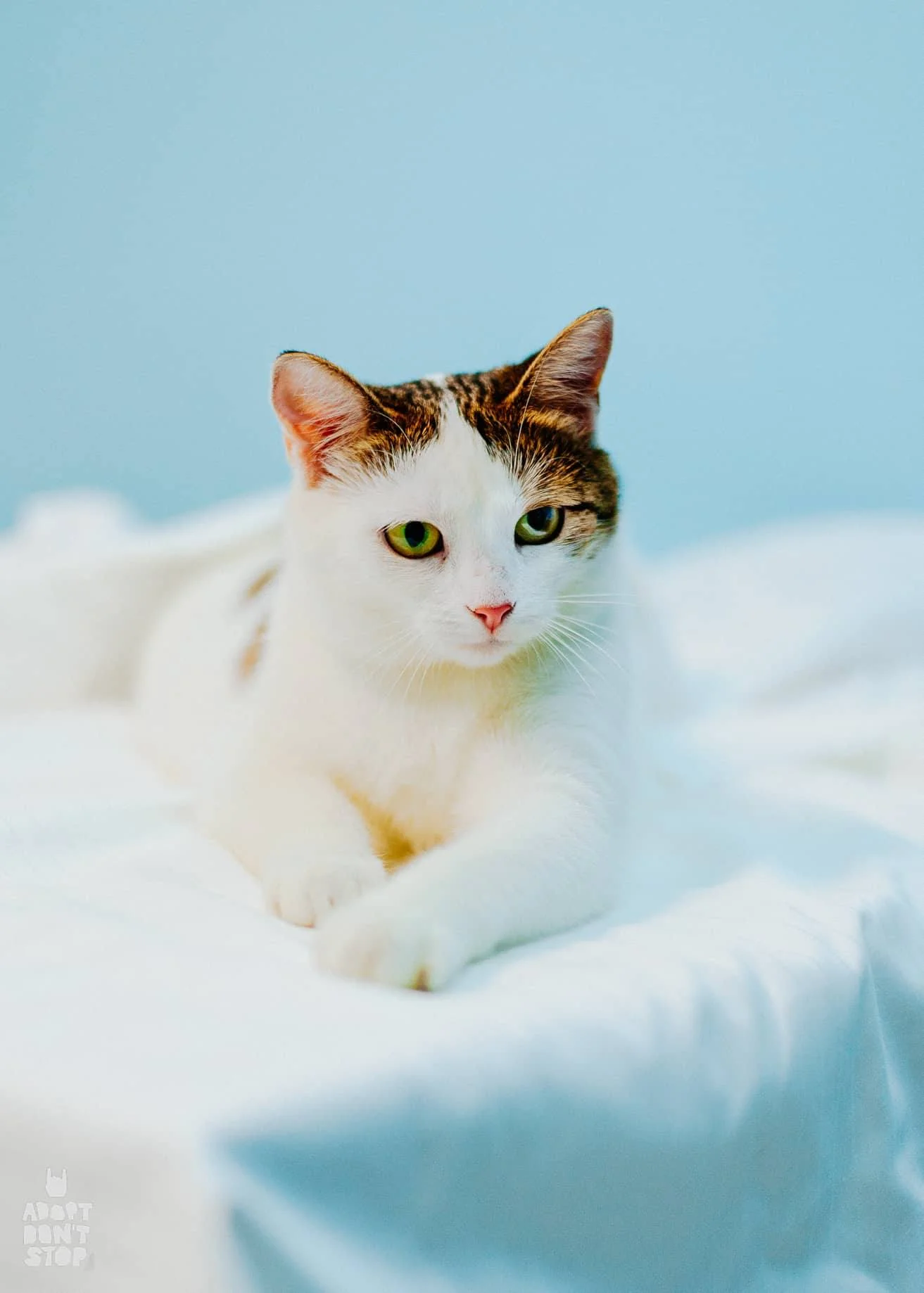 Pippa2.jpg
