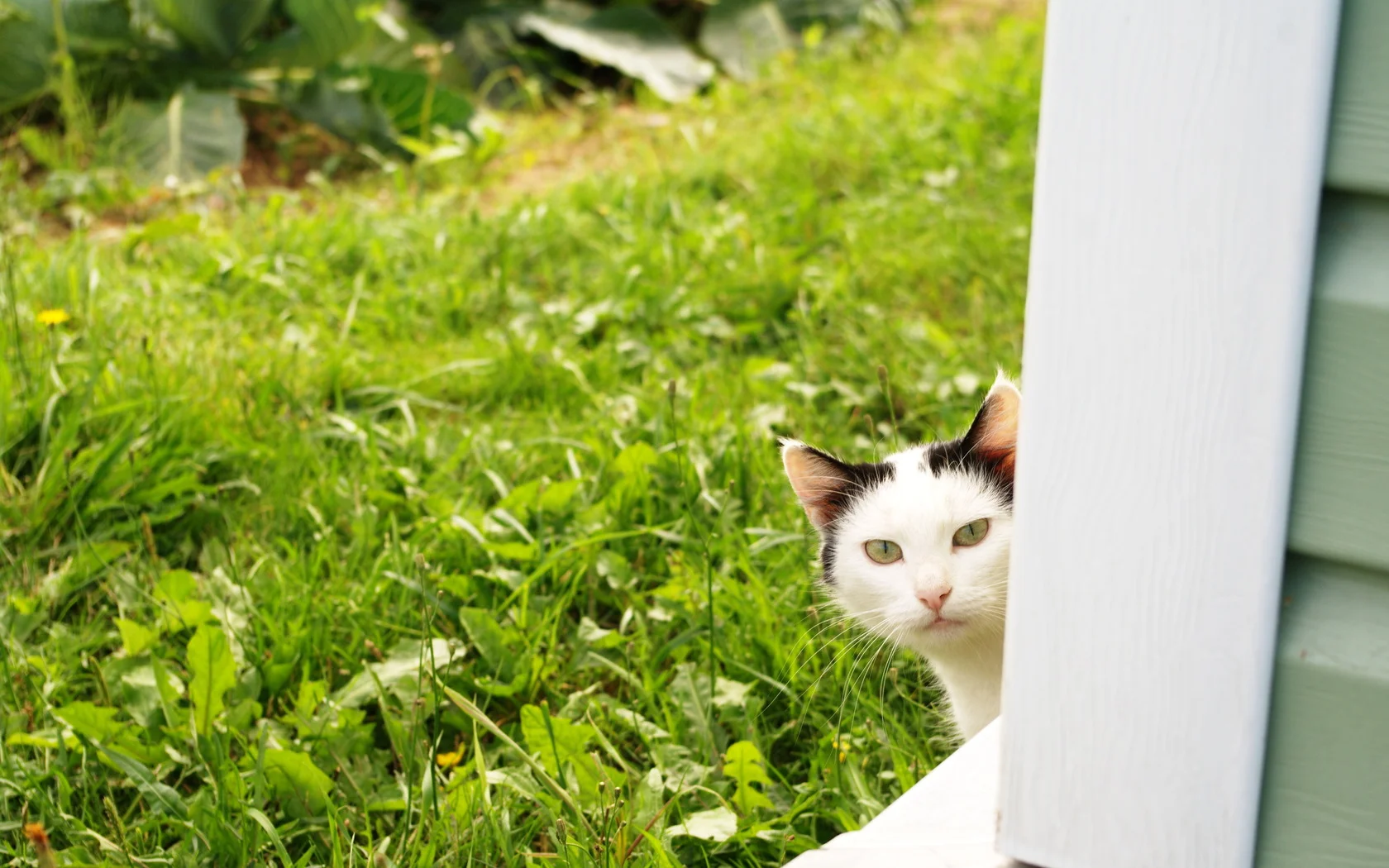 Источник: petshealth.ru