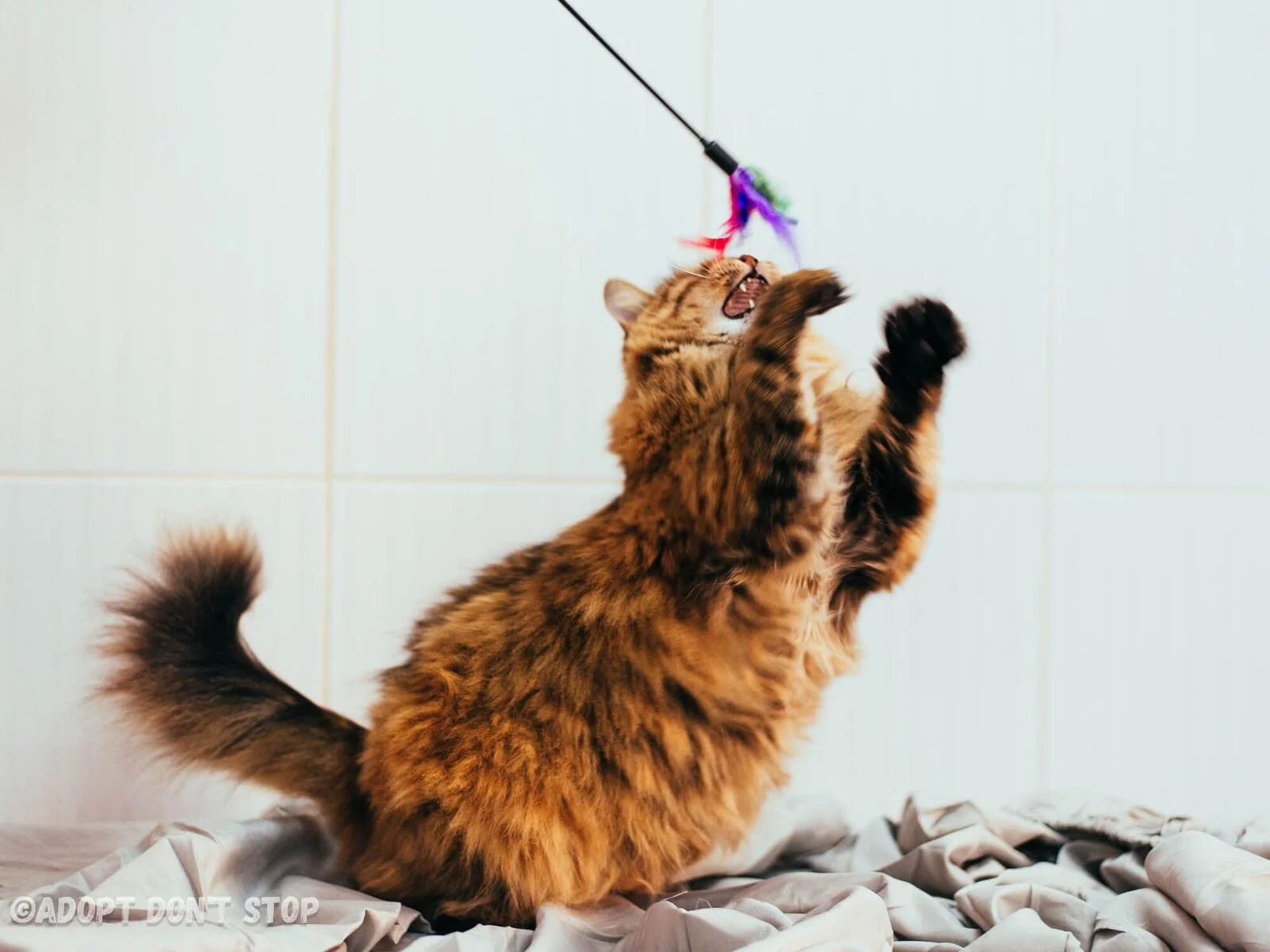 Любаня, подопечная Adopt Don`t Stop , ищет дом