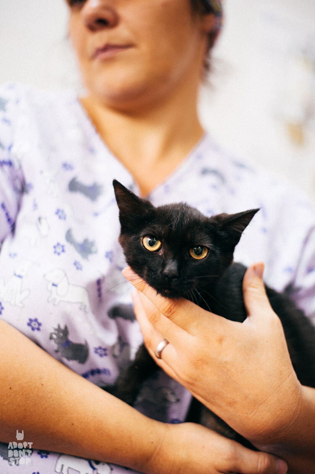 Кассиопея (Кася), подопечная Adopt Don`t Stop , ищет дом