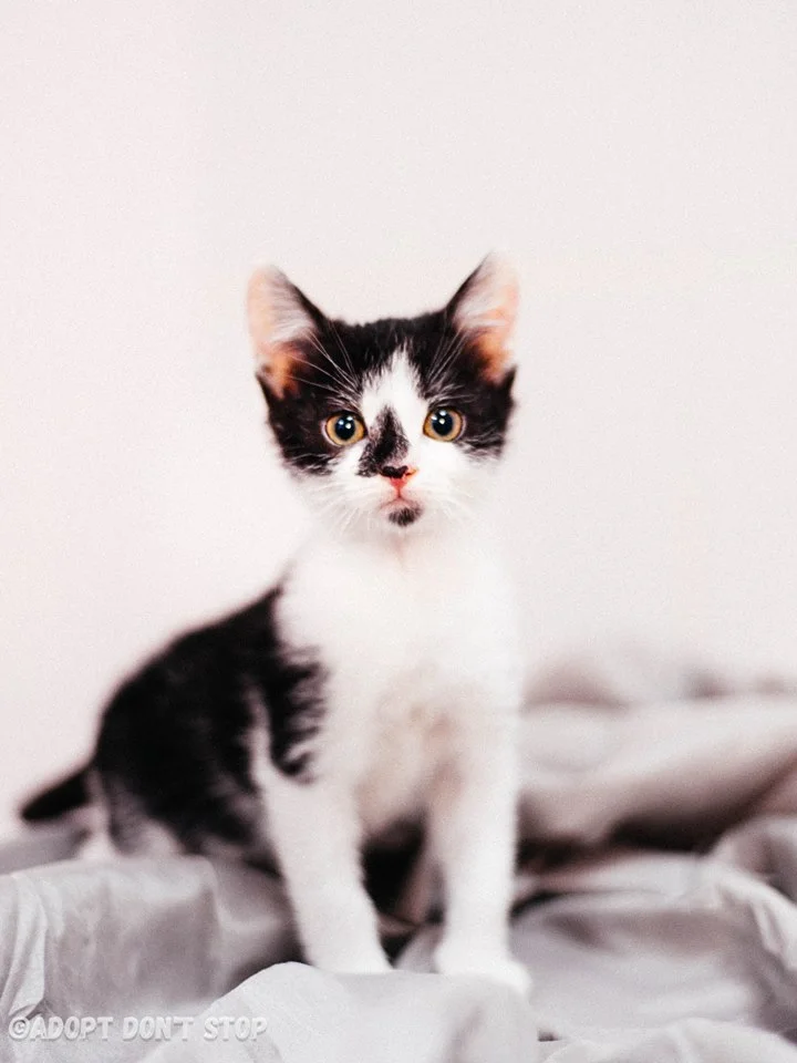 Шпачок, подопечный Adopt Don`t Stop , ждёт хозяев Маленький, но очень уверенный пользователь лоточка!